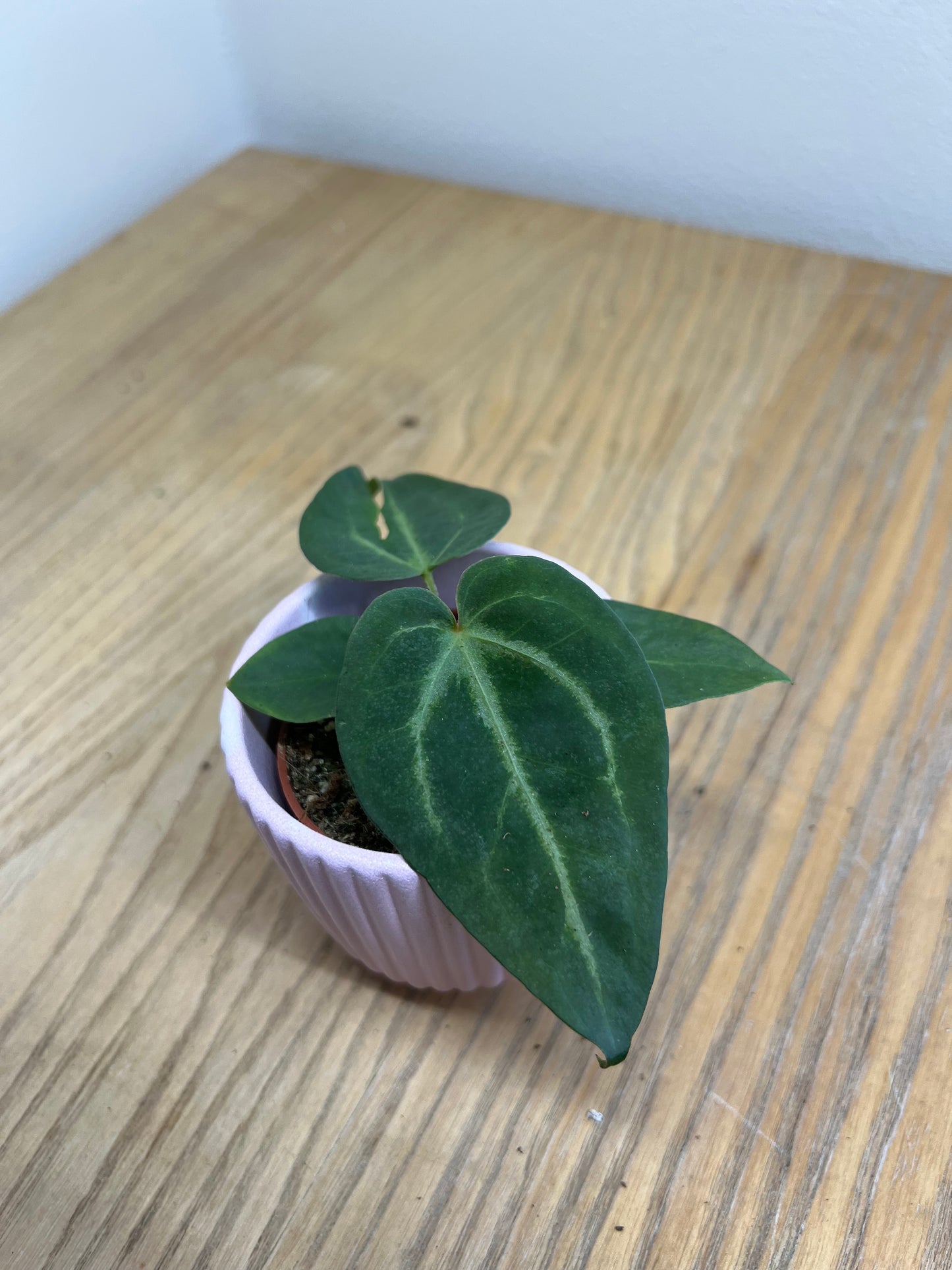 Anthurium magnificum