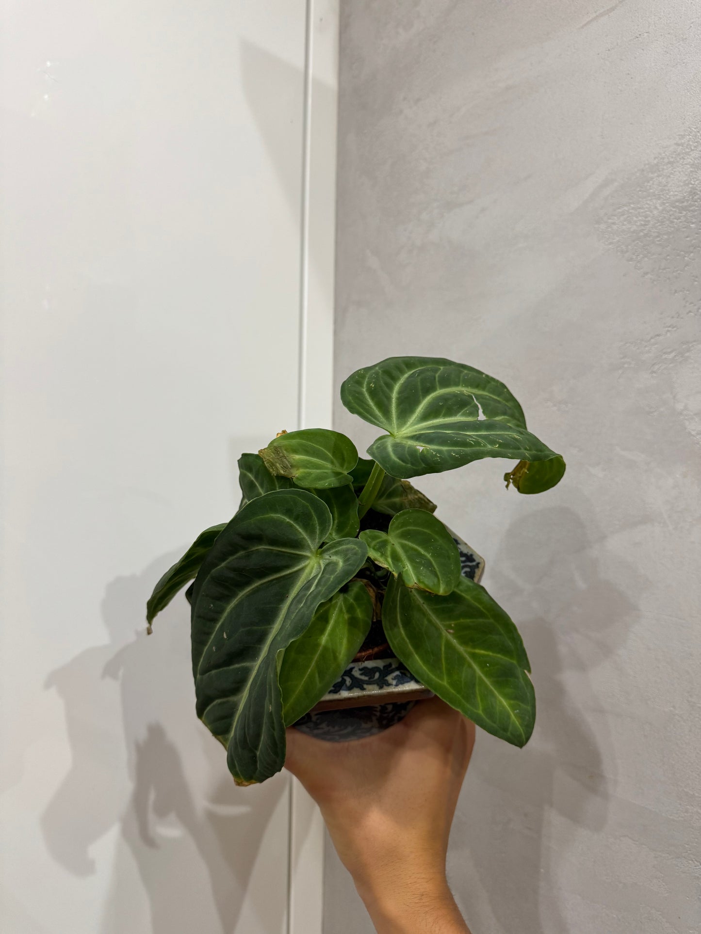 Anthurium villenaorum