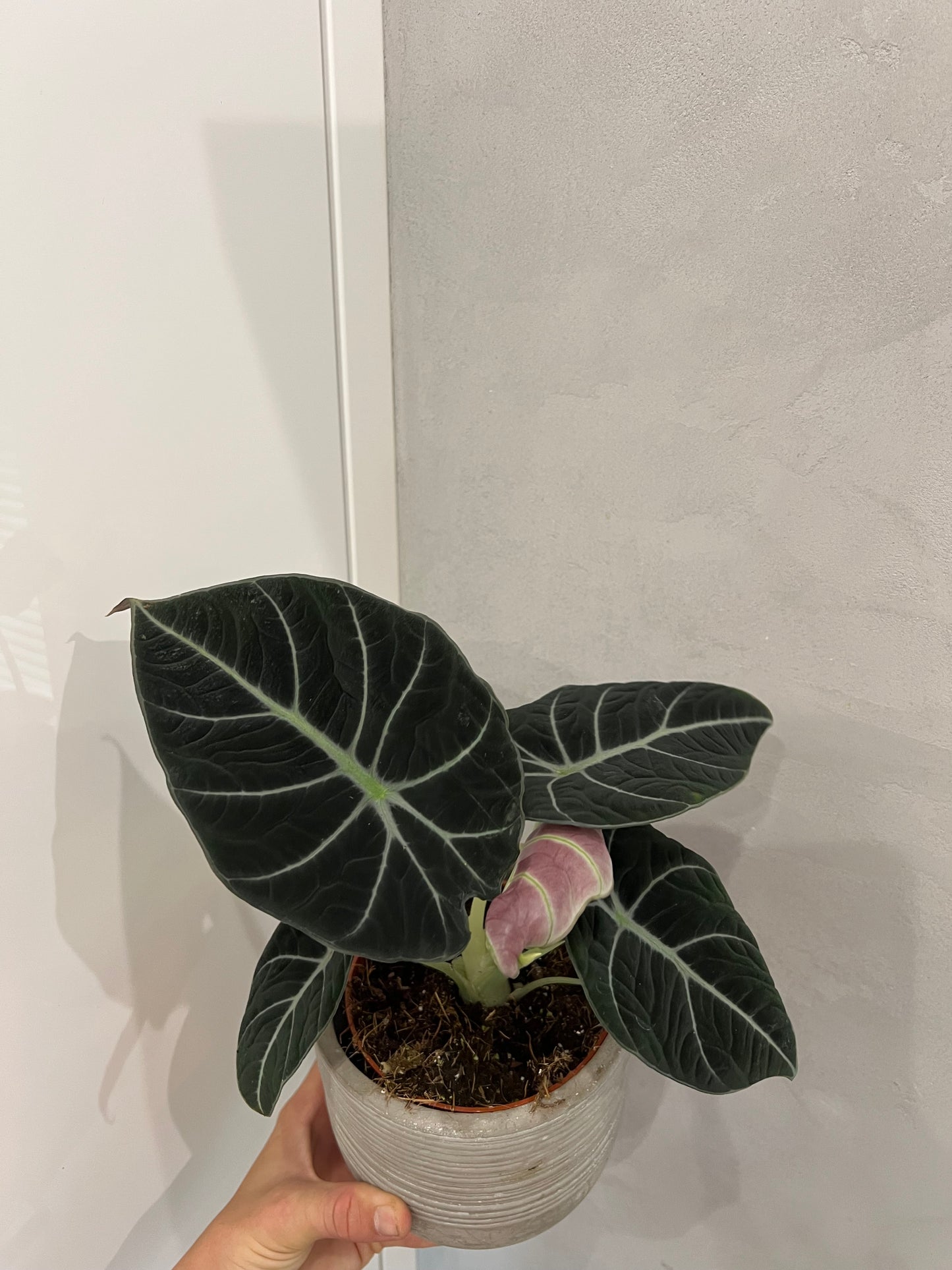 Alocasia black velvet