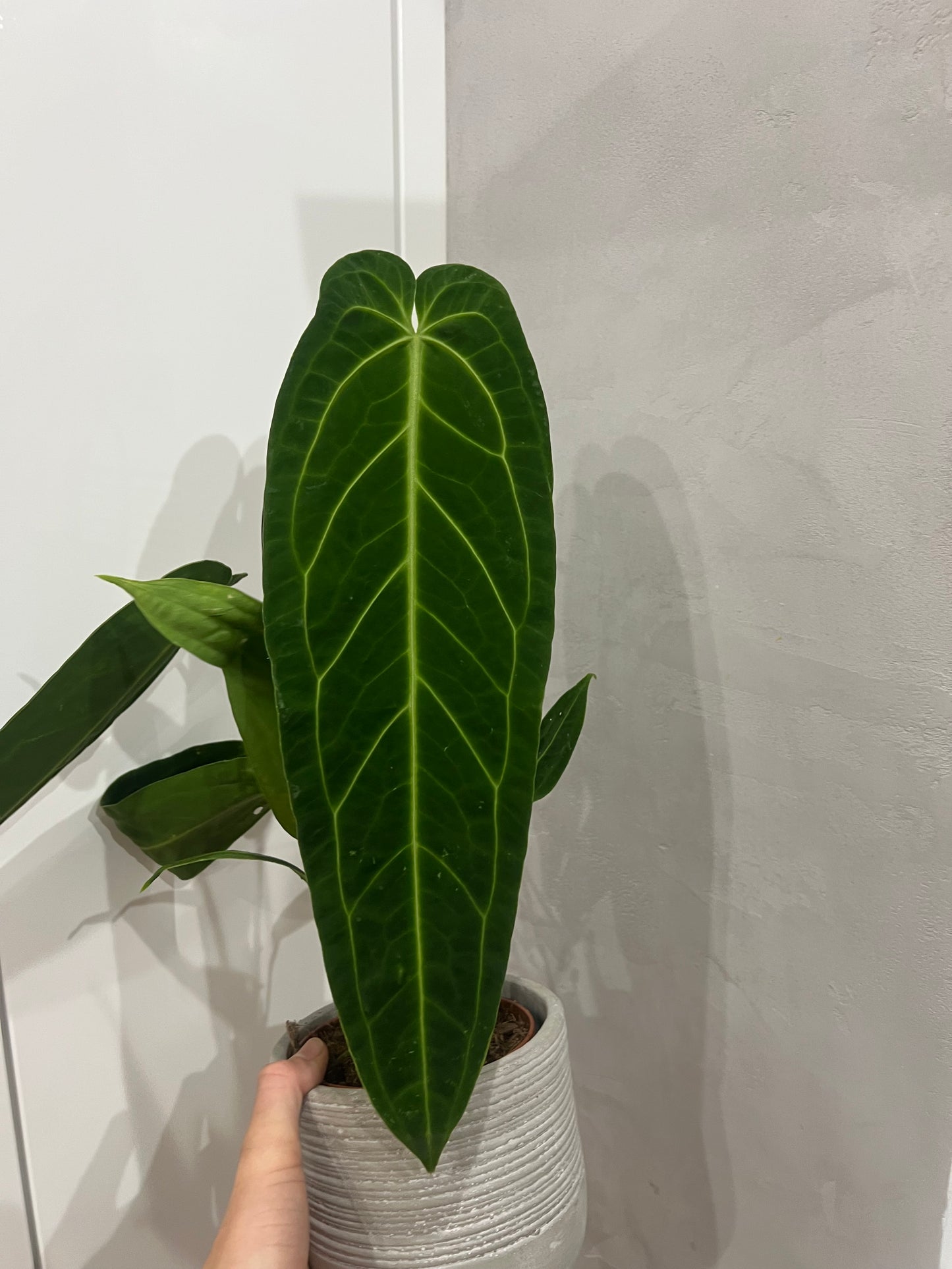 Anthurium warocqueanum