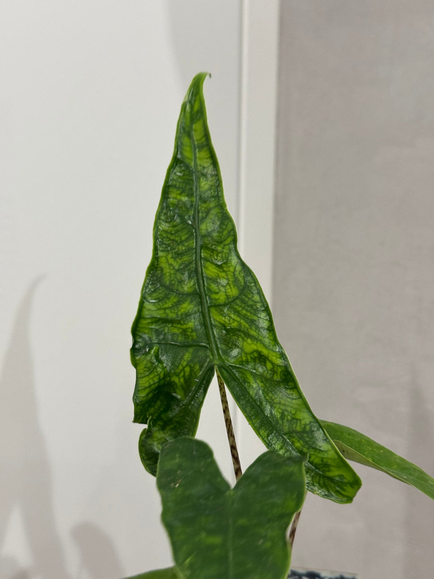Alocasia reticulata