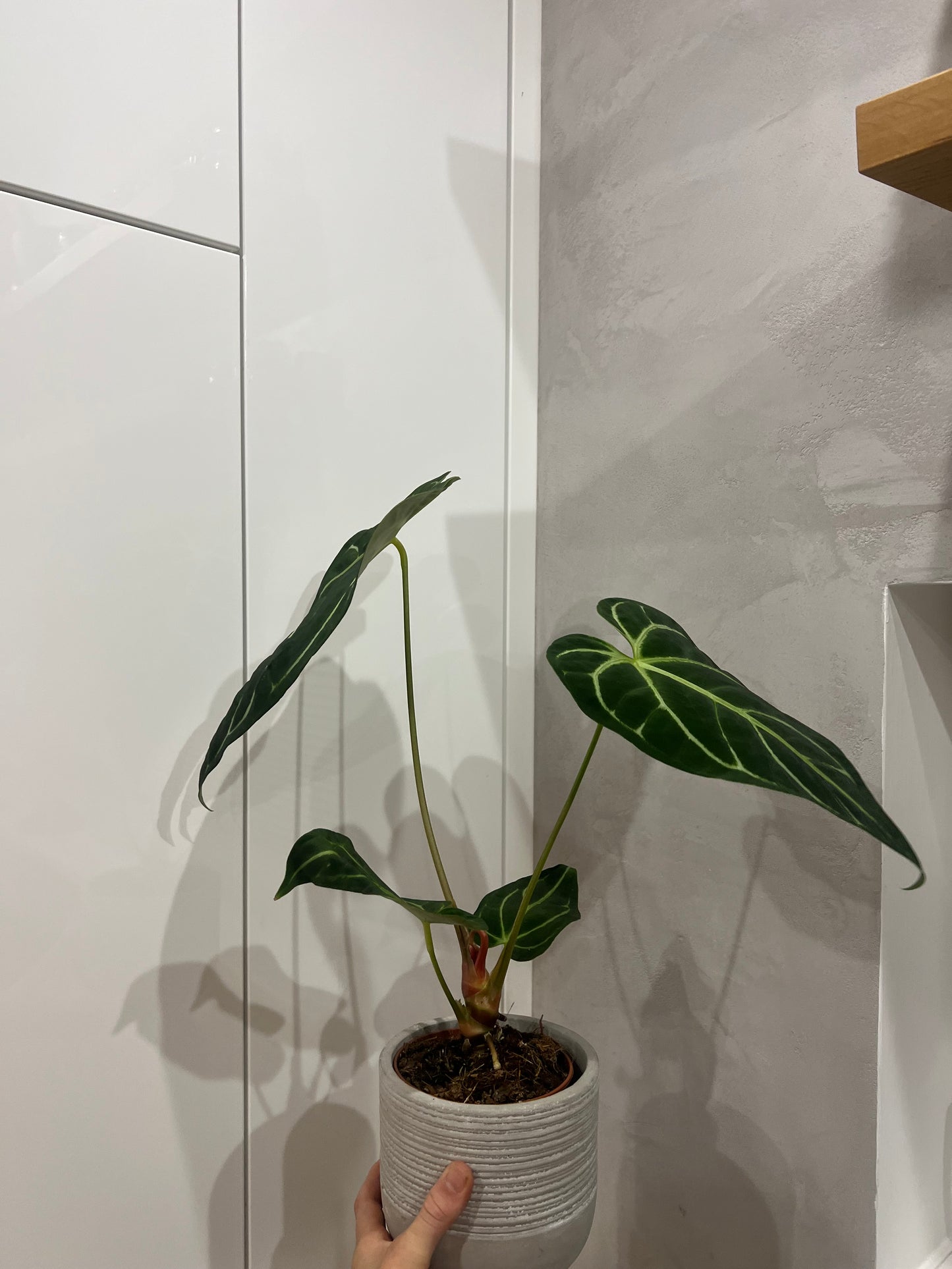 Anthurium regal