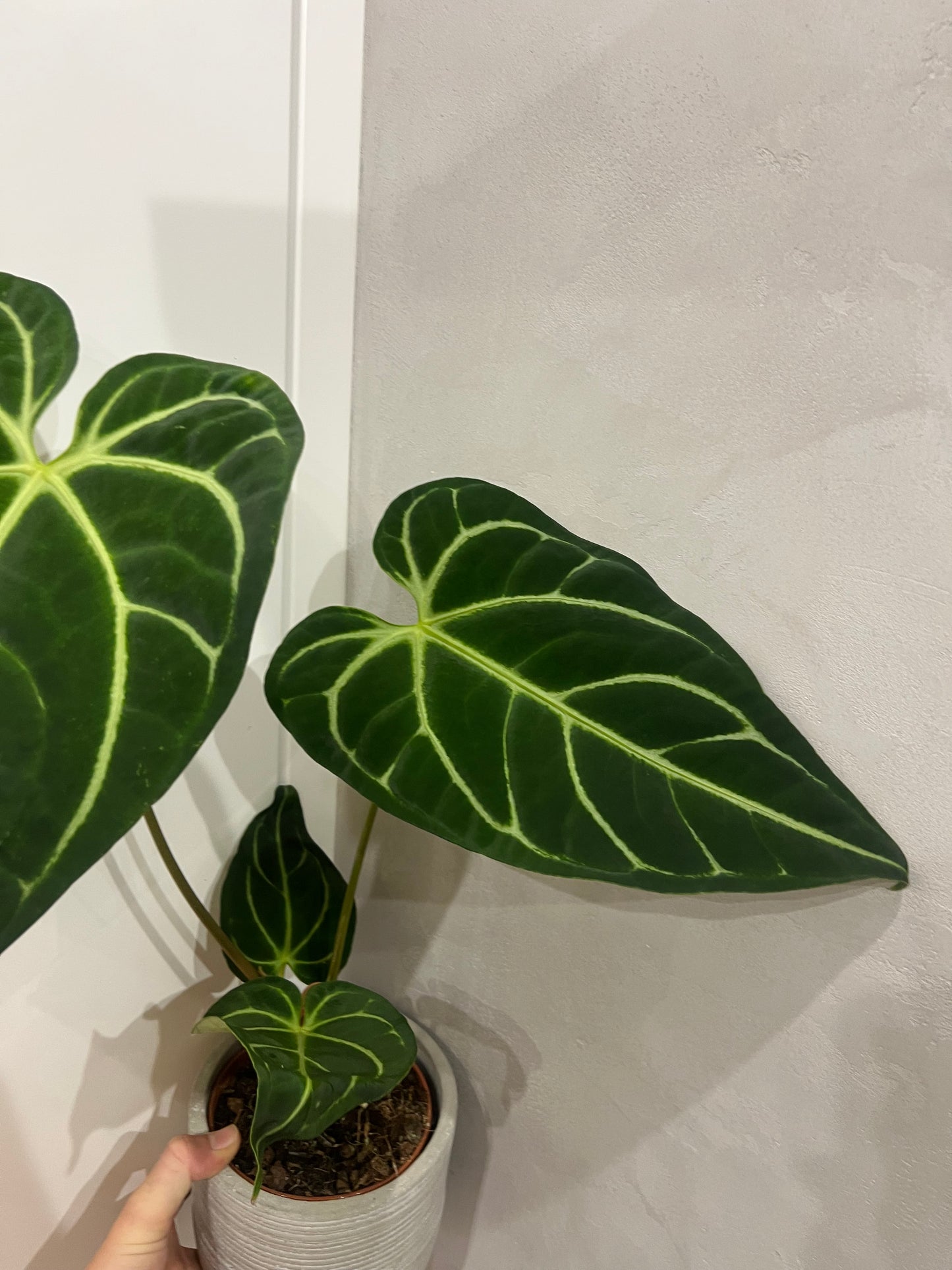 Anthurium regal