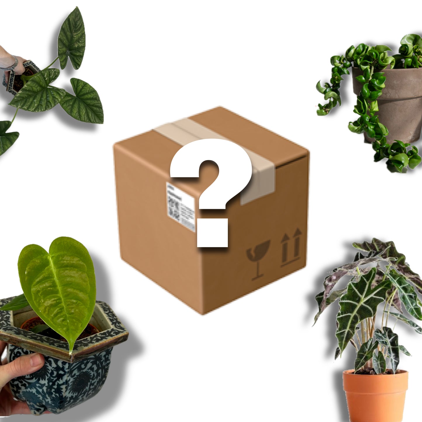 Mystery box