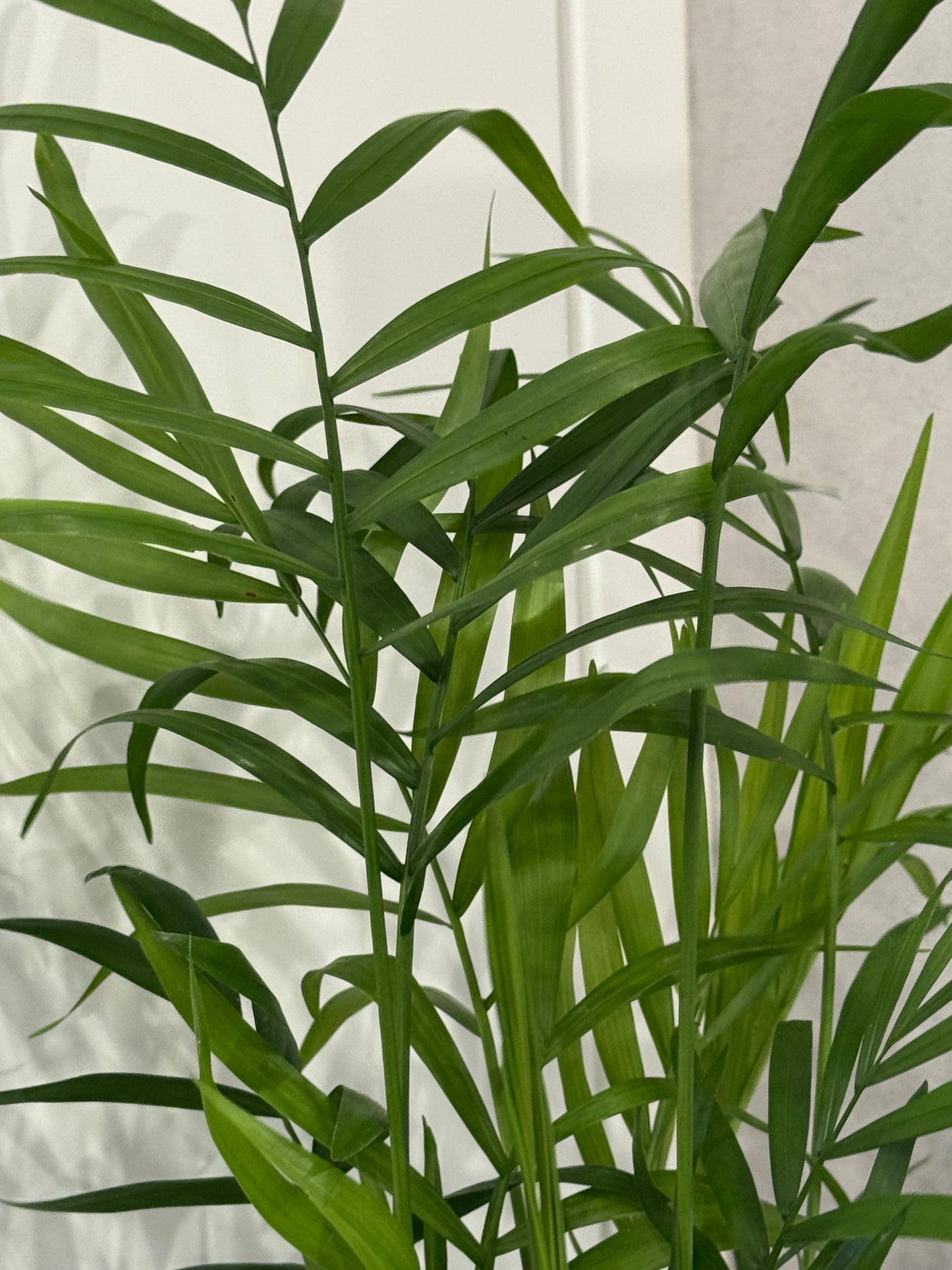 Chamaedorea elegans (55cm)