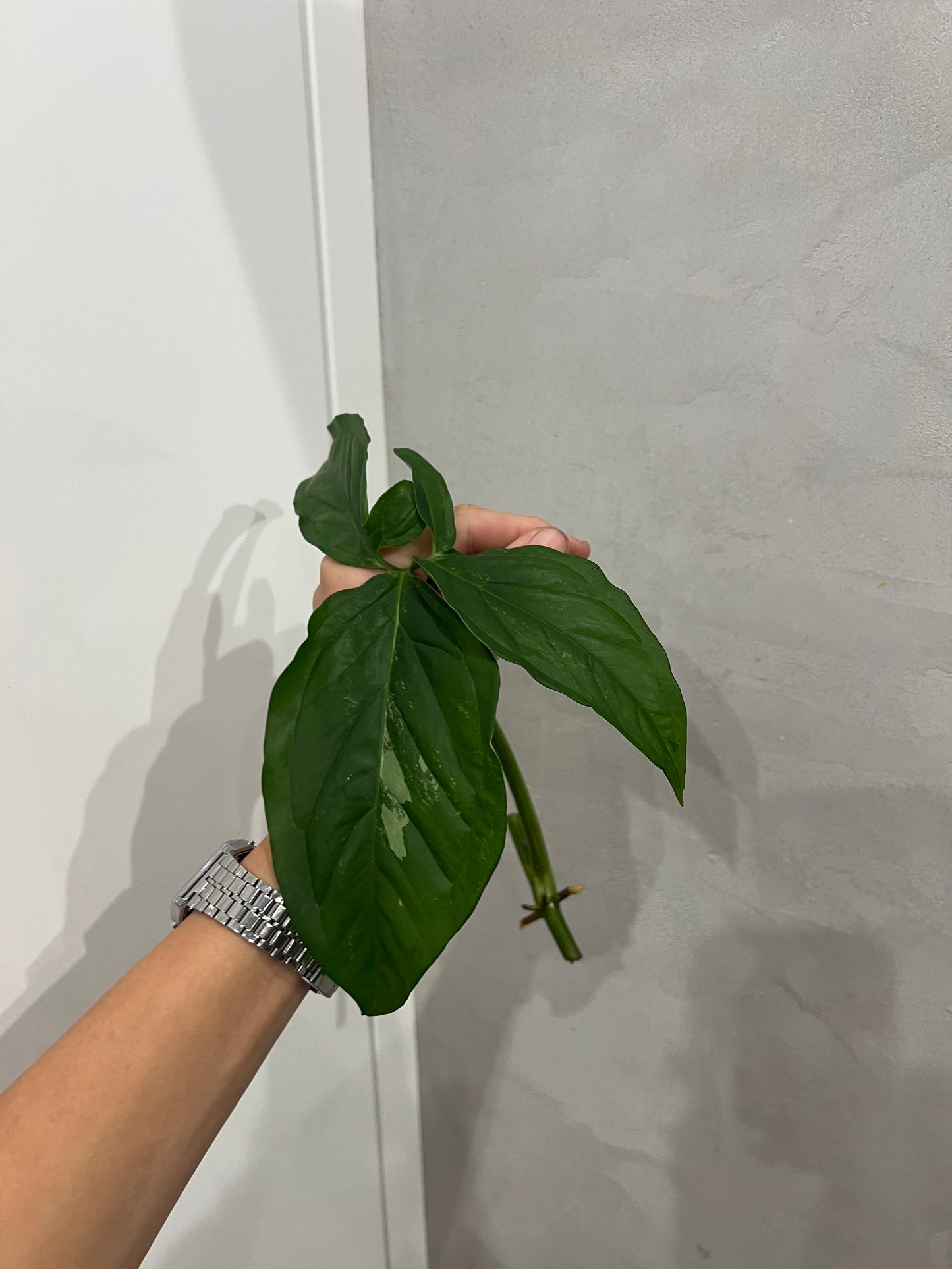 Syngonium albo