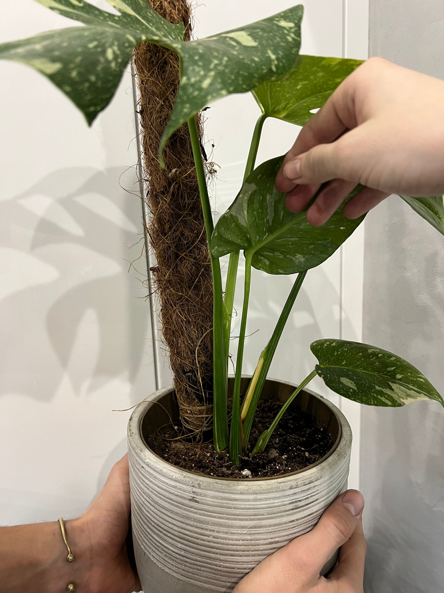 monstera thai constellation