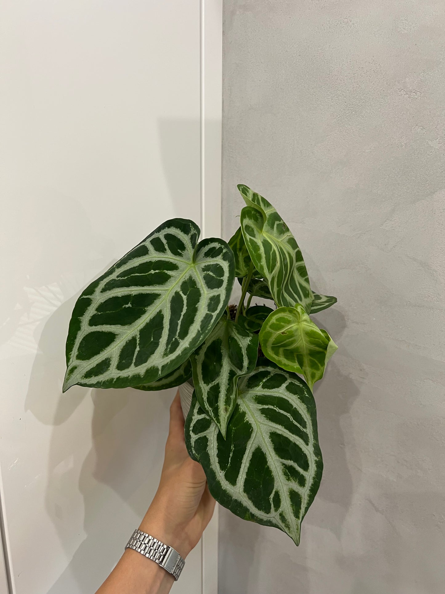 Anthurium silver blush