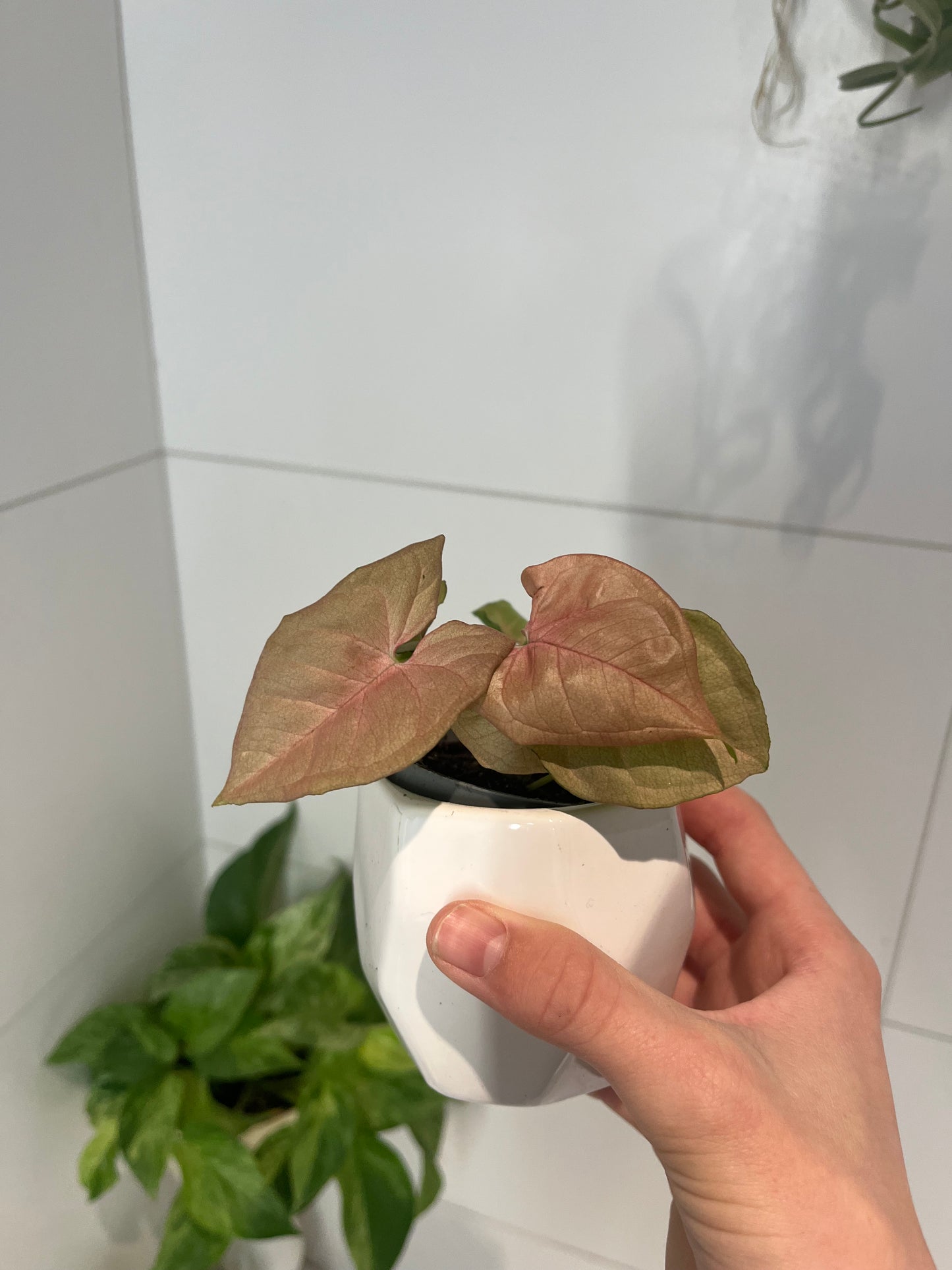 Syngonium pink(mini)