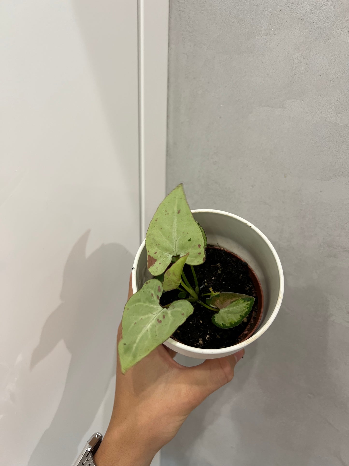 Syngonium Strawberry Milk