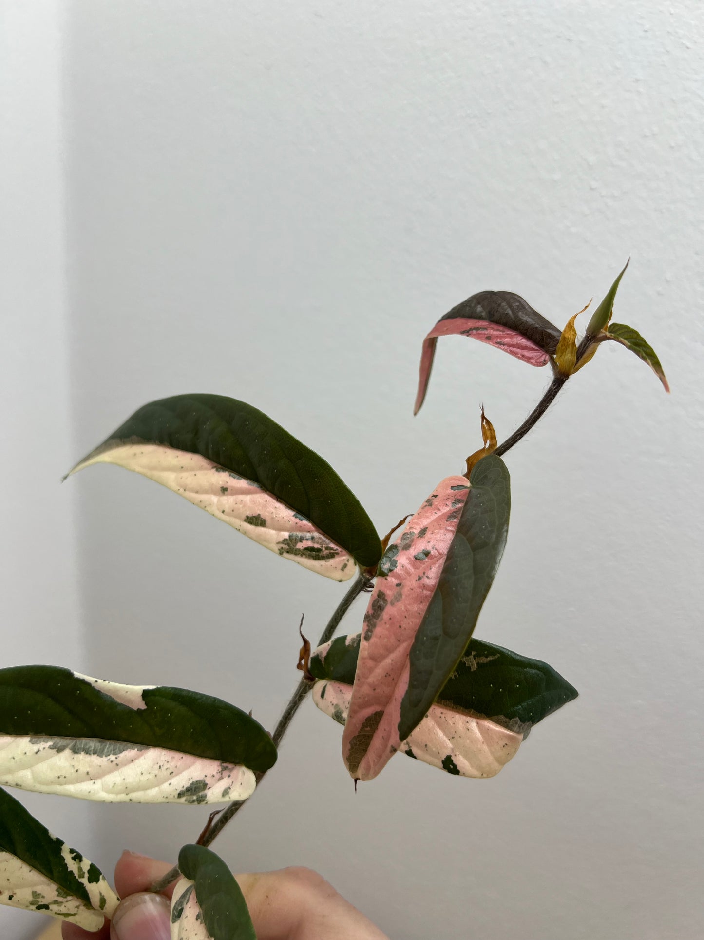 ficus sagittata pink variegata
