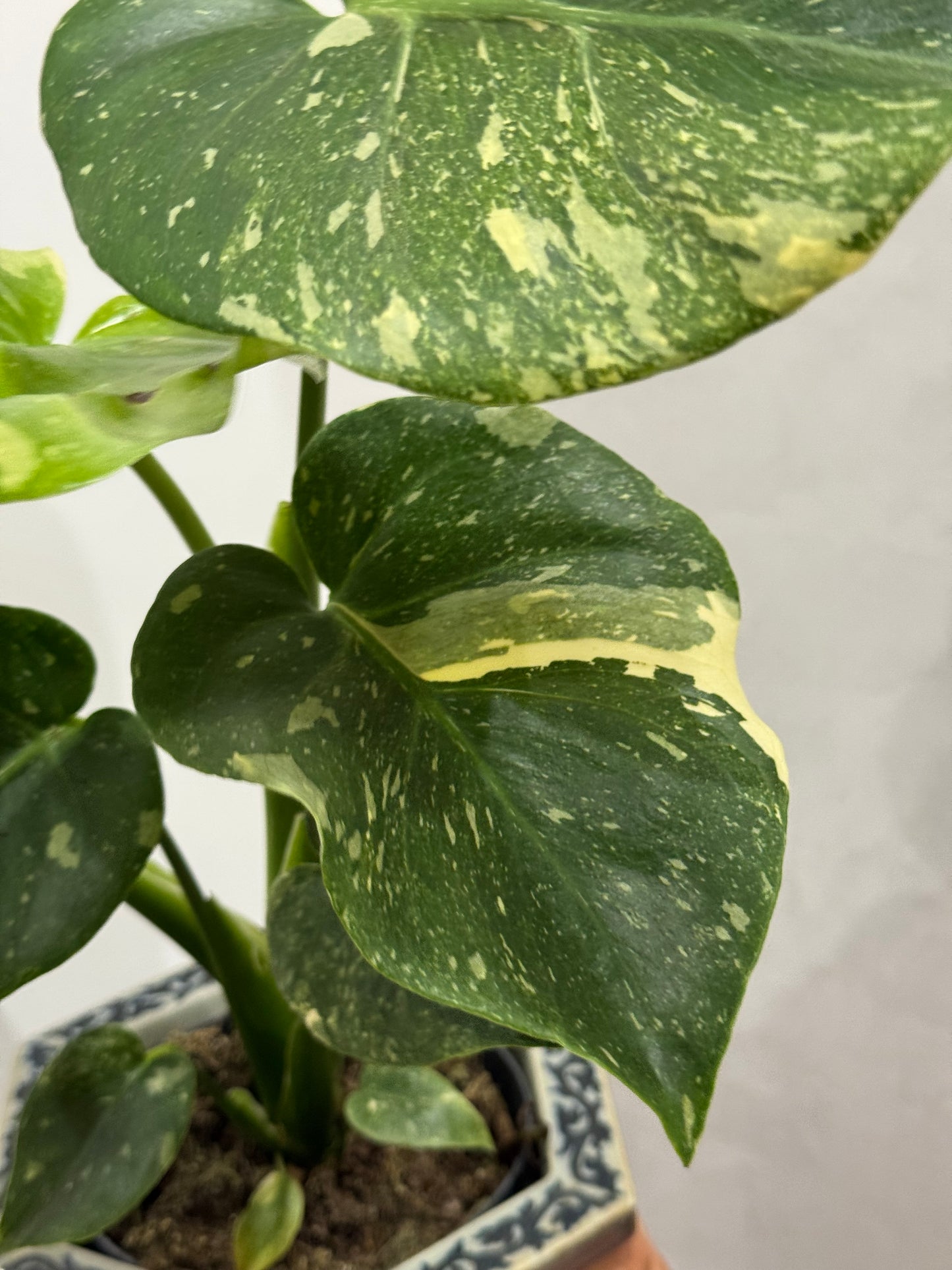 Monstera thai constellation 2