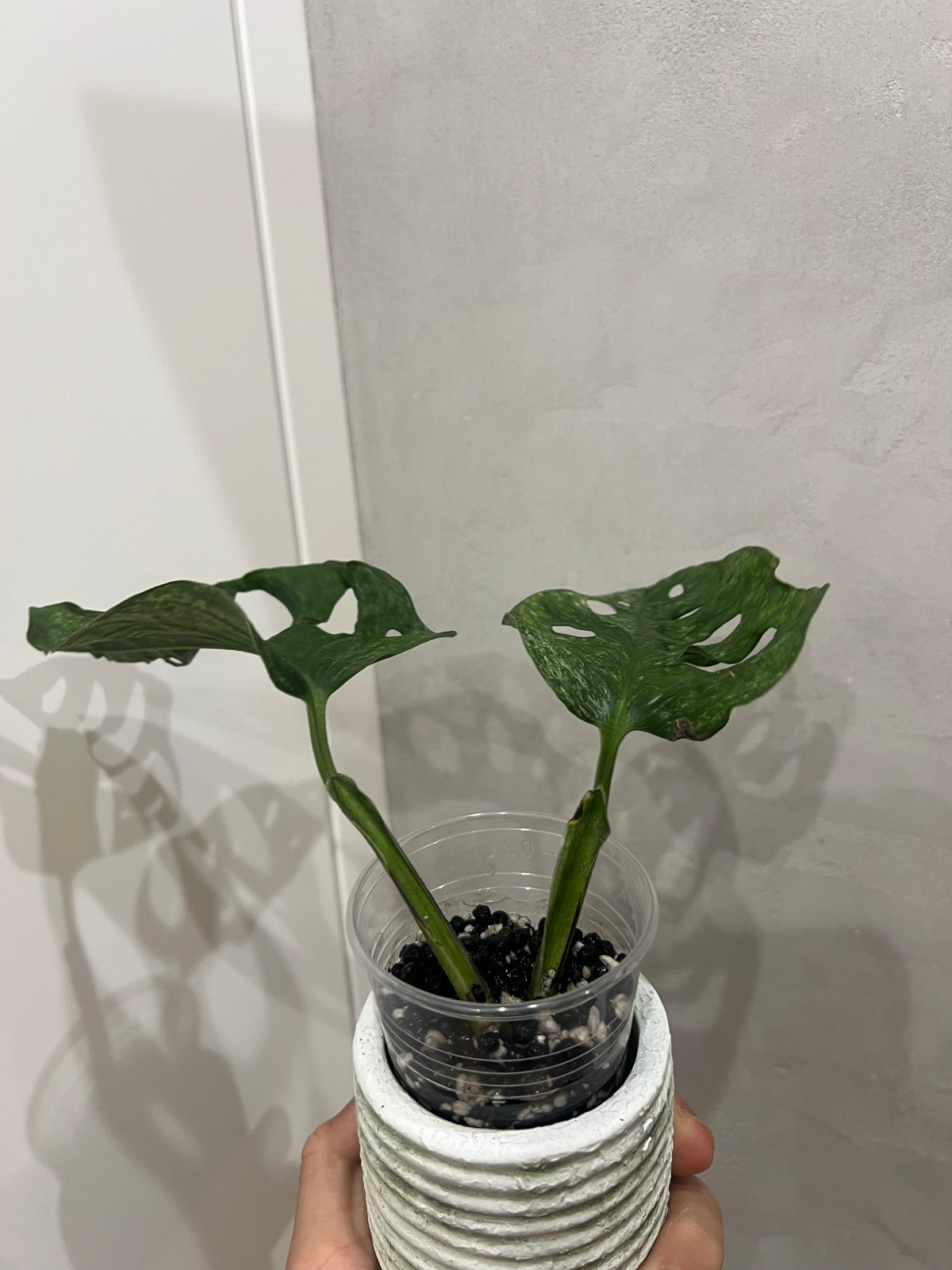 Monstera adansonii mint