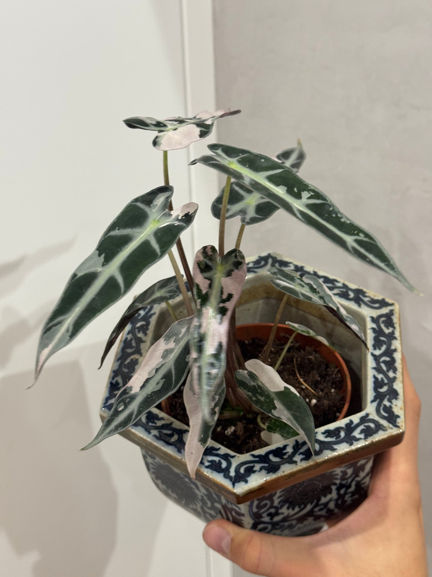 Alocasia bambino var
