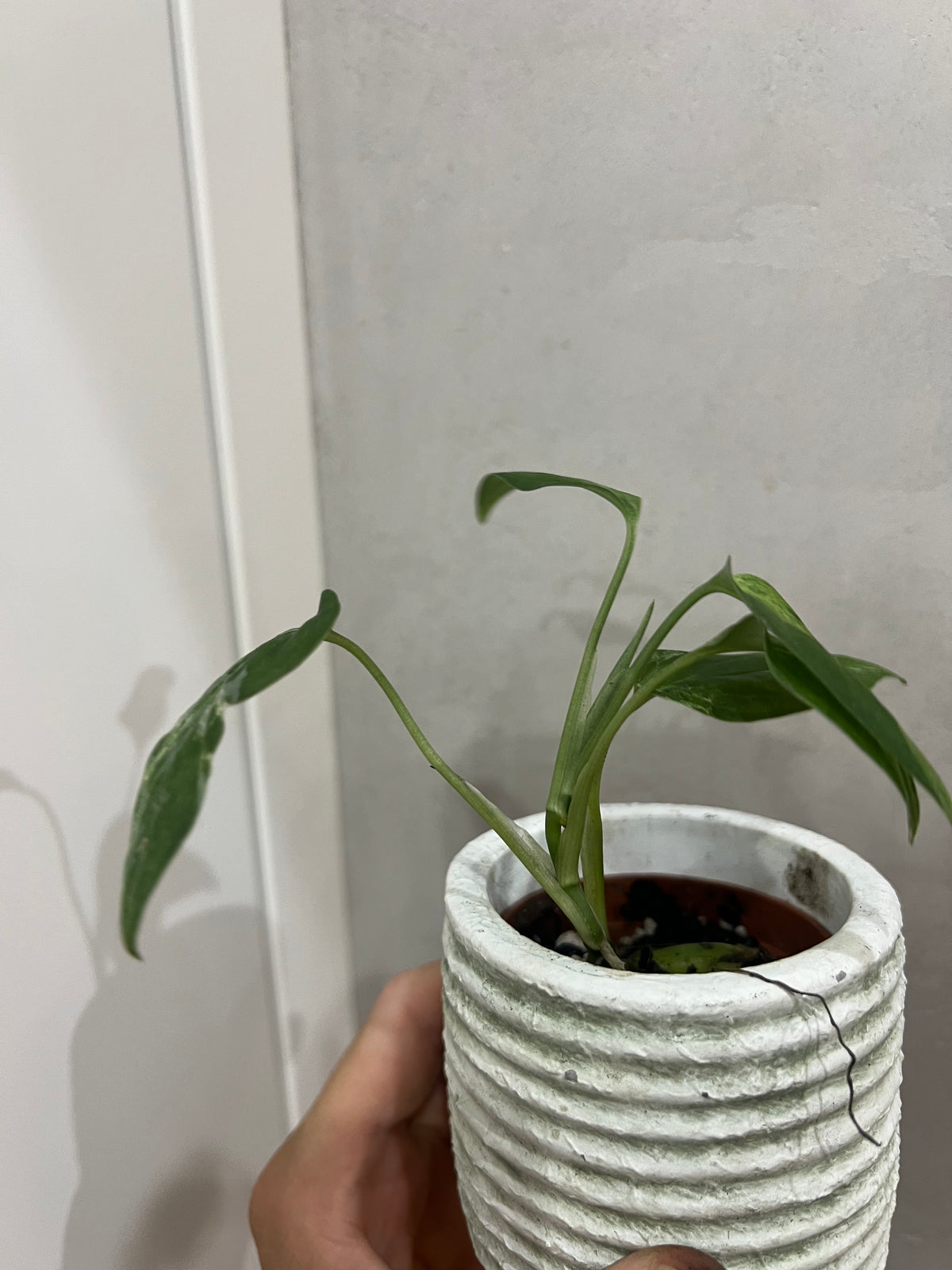 Monstera Indonesian Marble Variegata