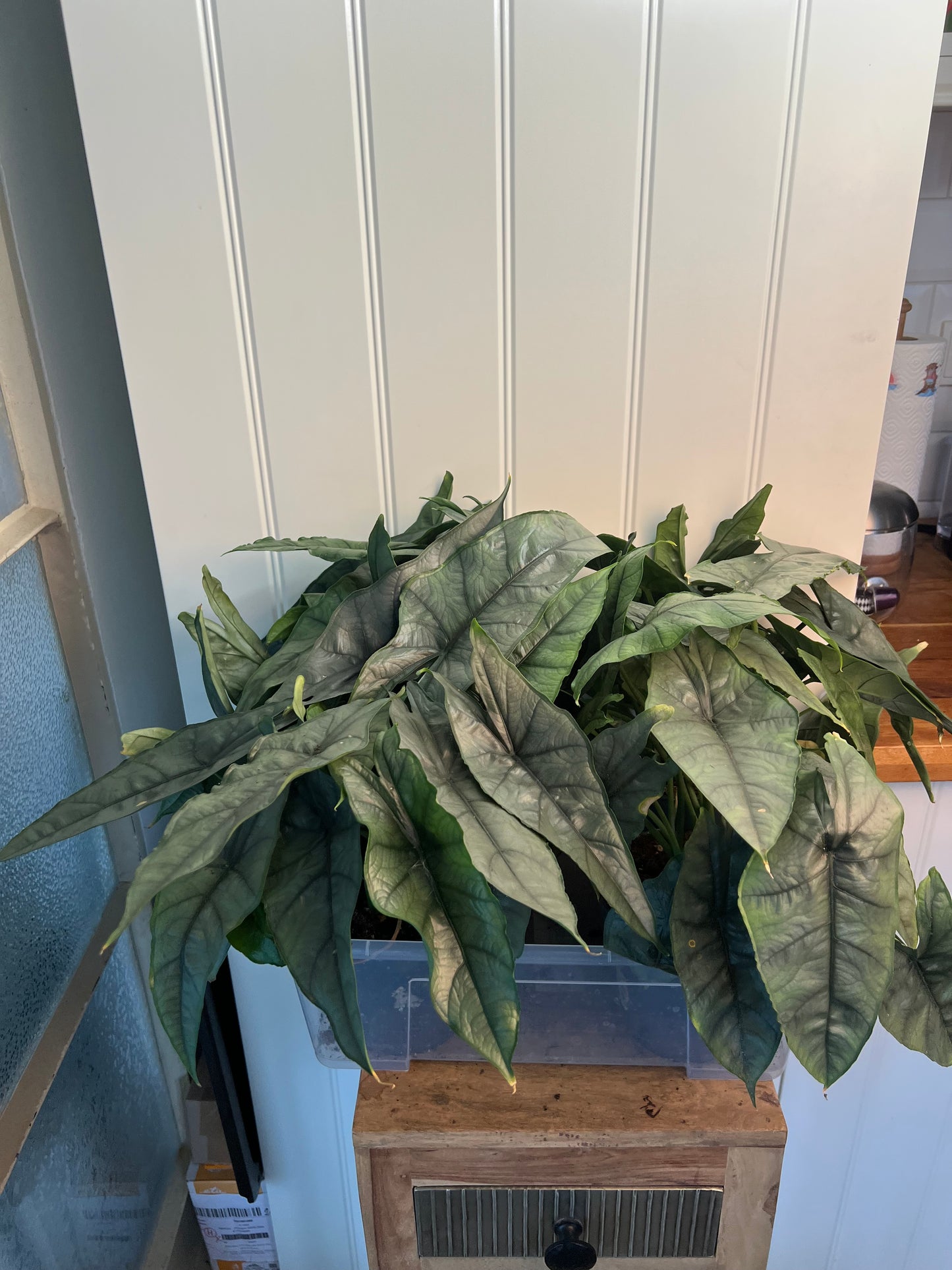 Alocasia heterophylla