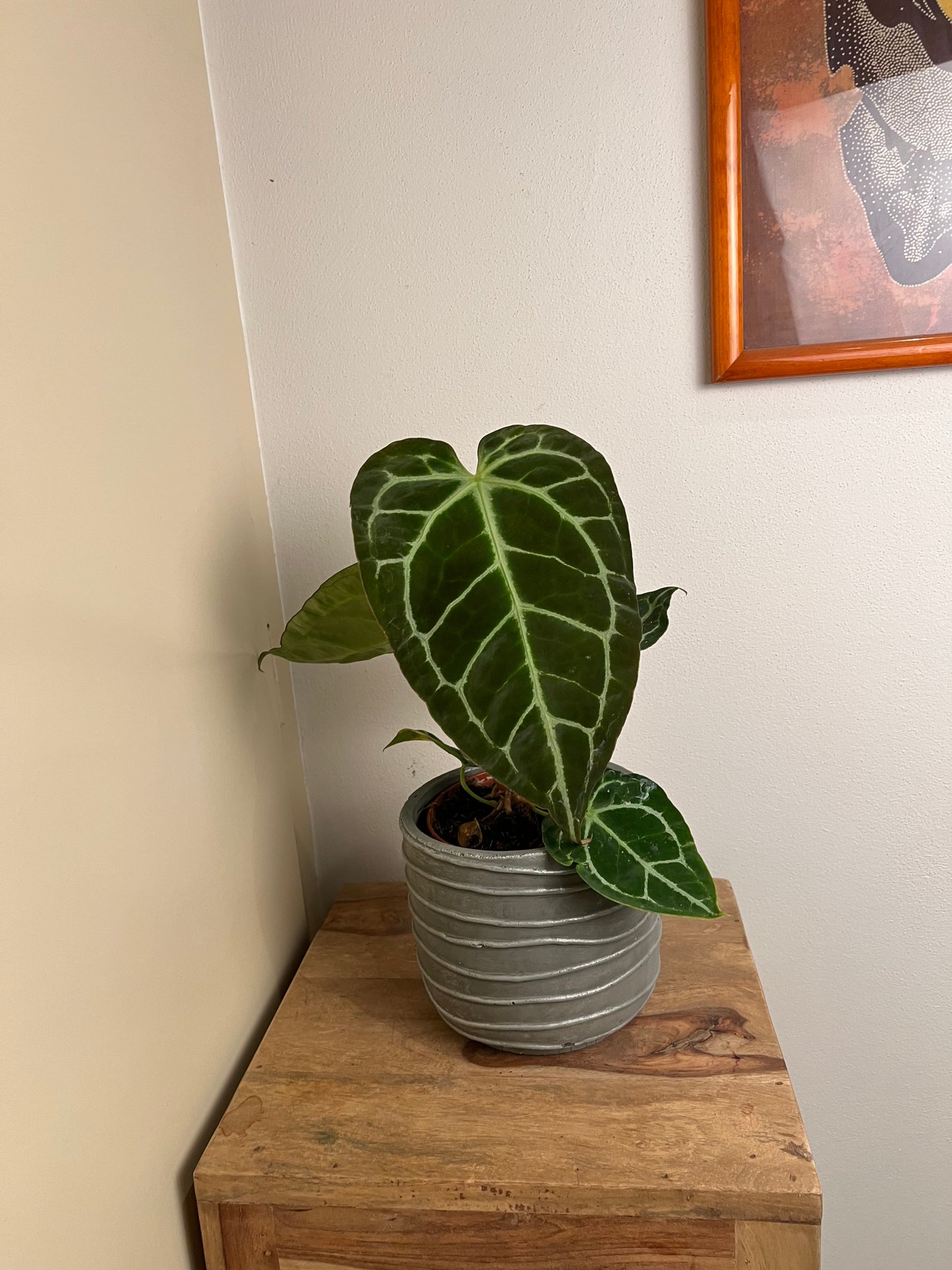 ANTHURIUM CRYSTALLINUM