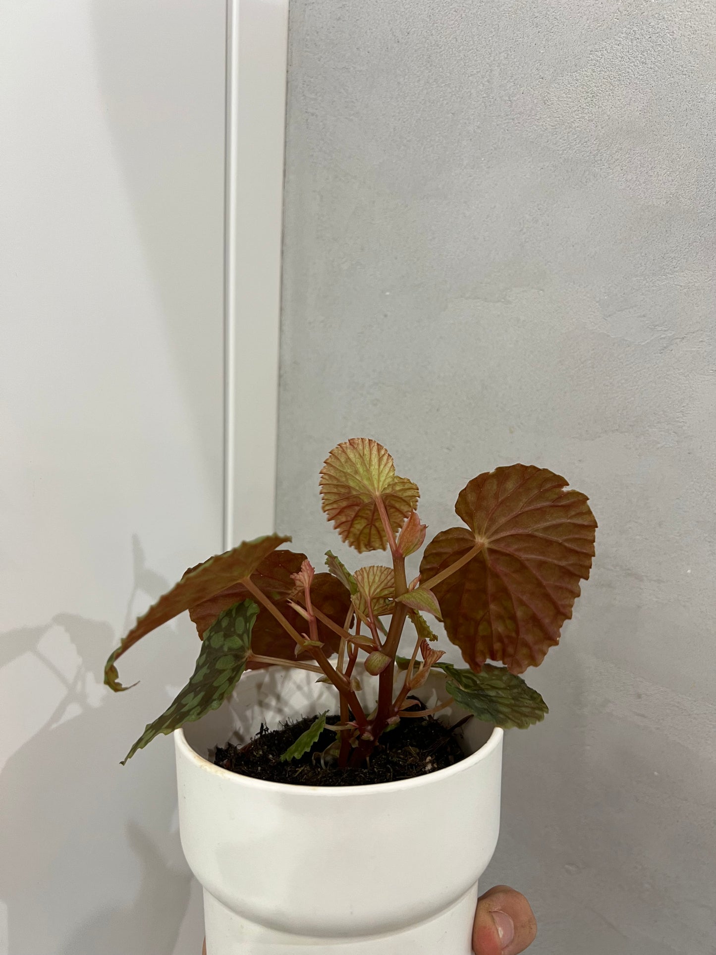 Begonia chlorosticta