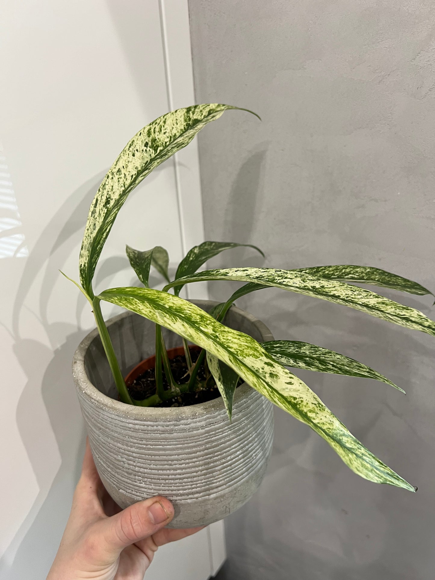 Rhaphidophora Foraminifera Marble