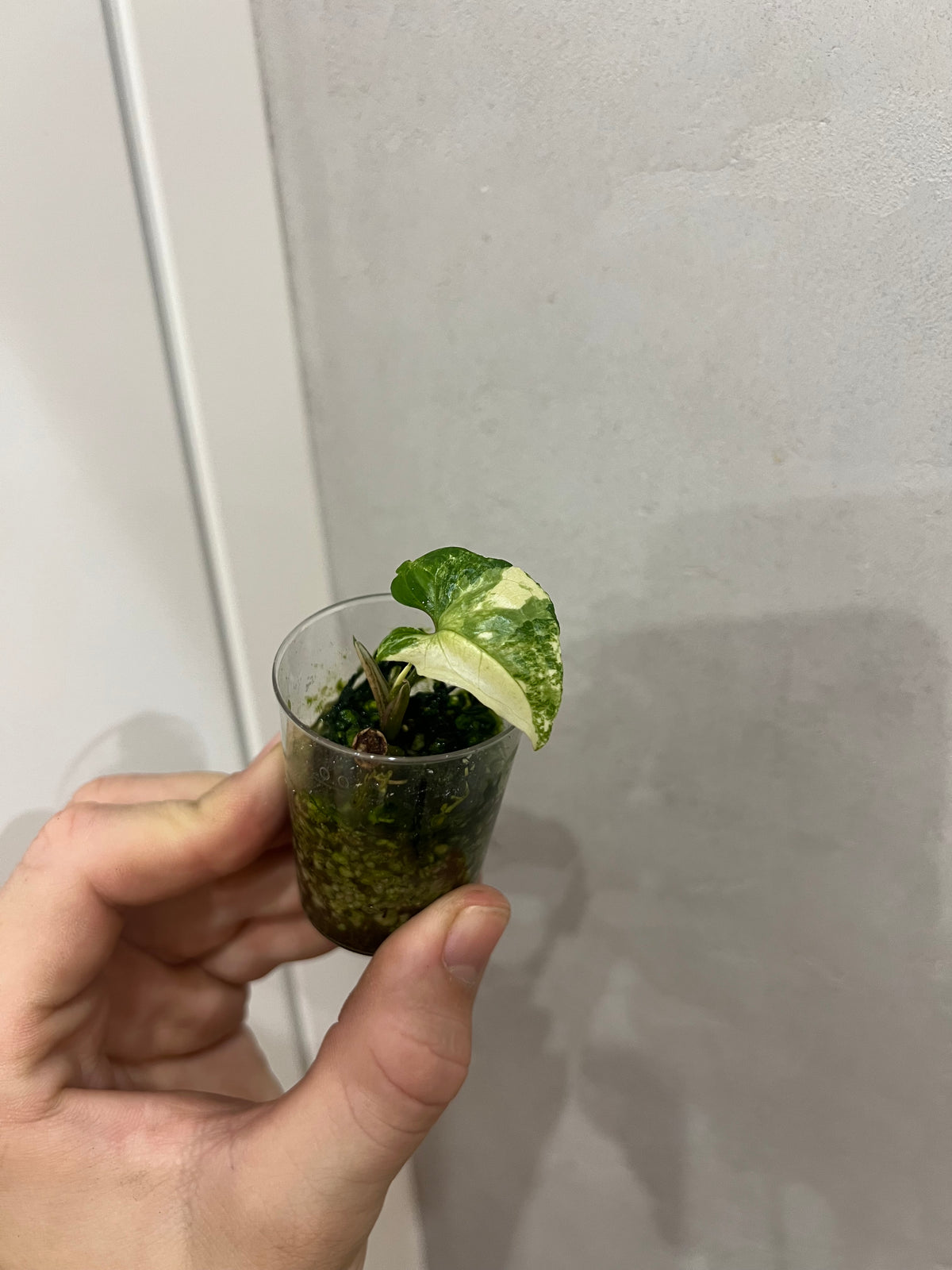 Syngonium albo