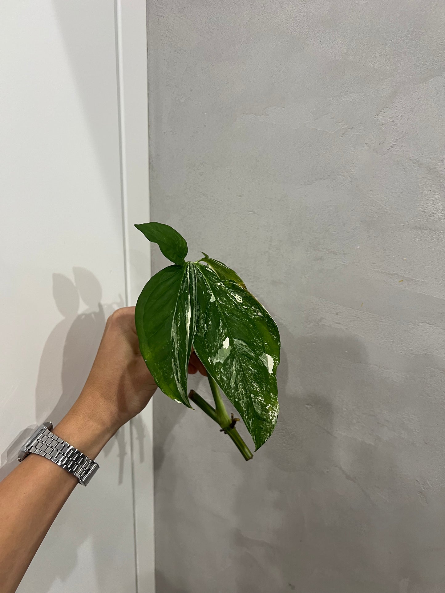 Syngonium albo
