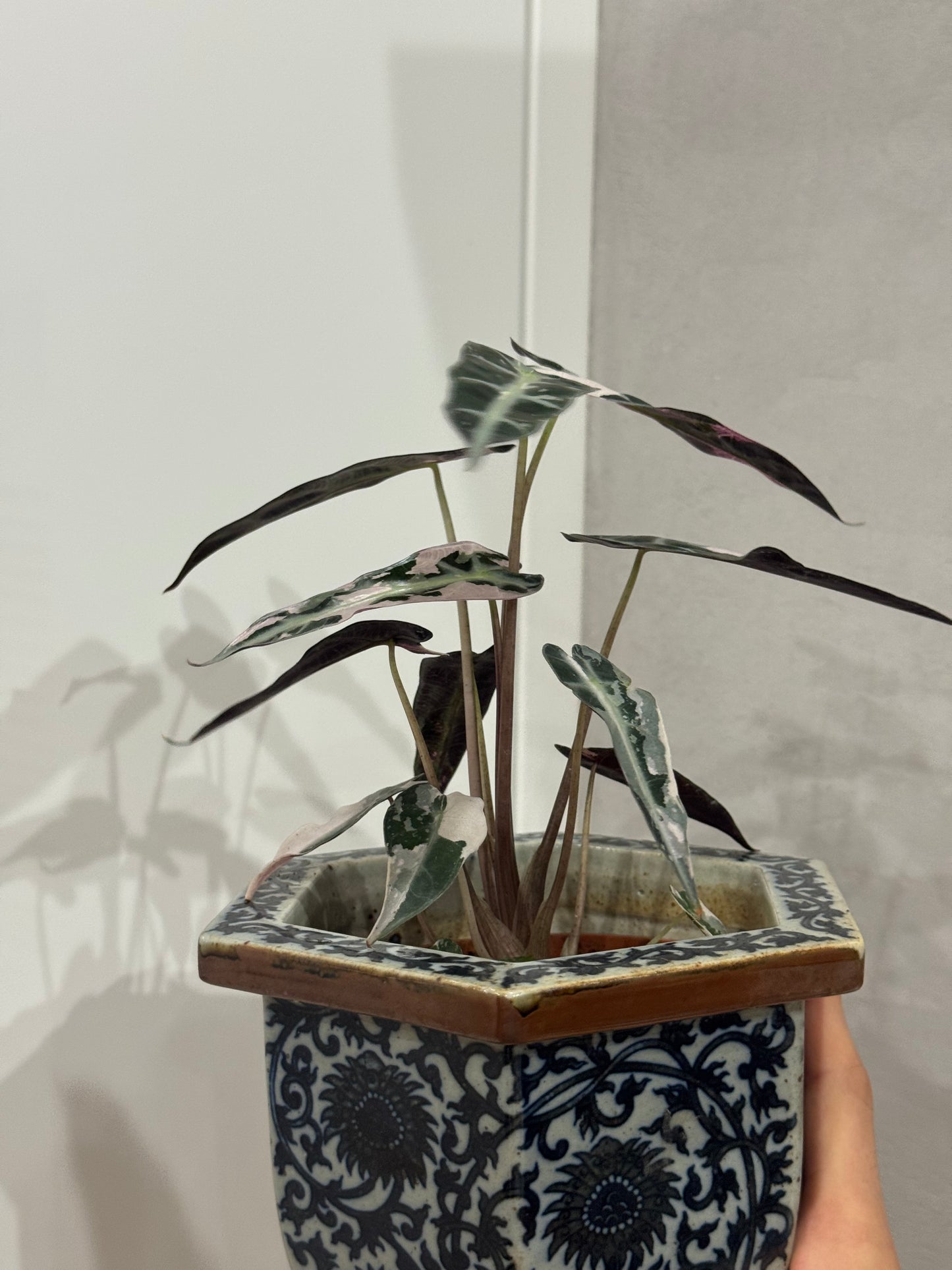 Alocasia bambino var