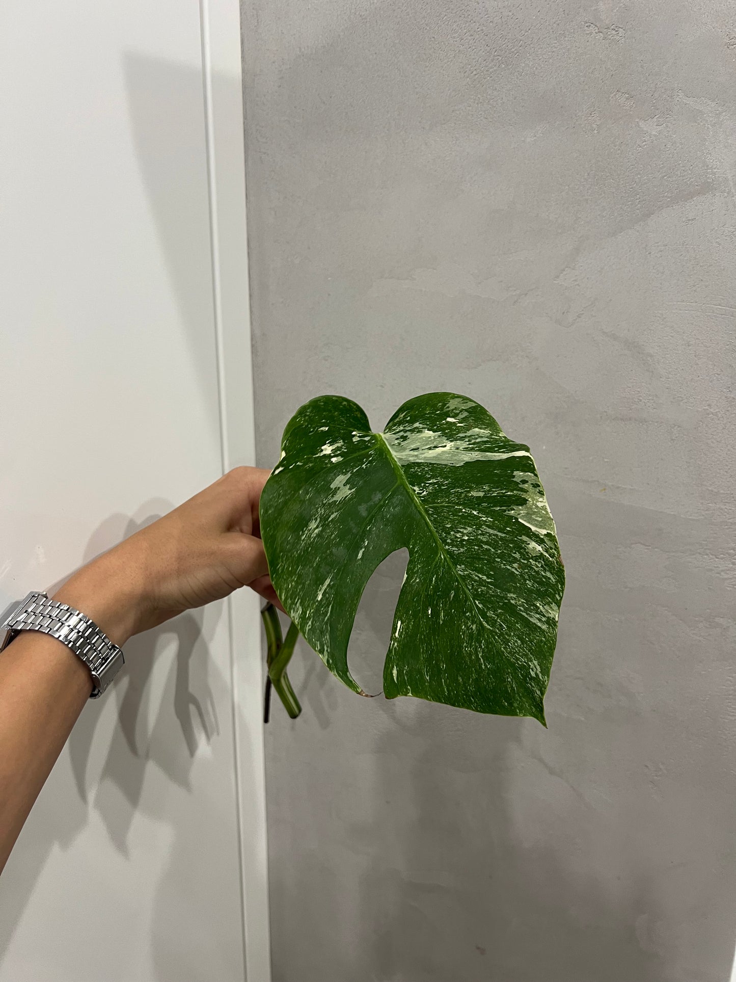 Monstera albo
