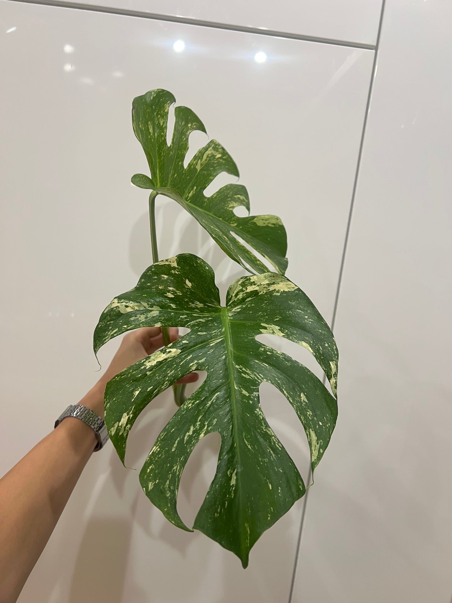Monstera del mint
