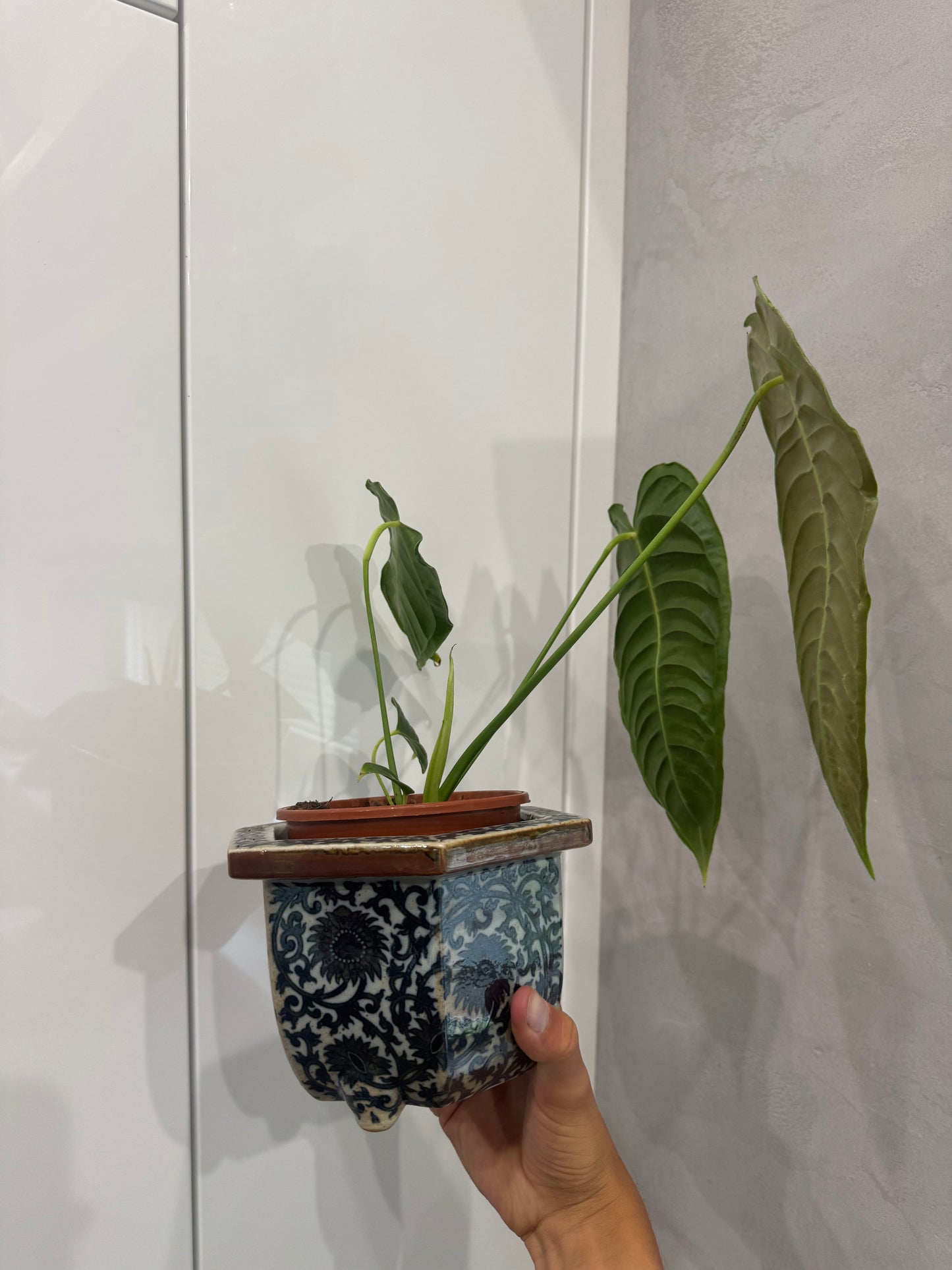 Anthurium veitchii