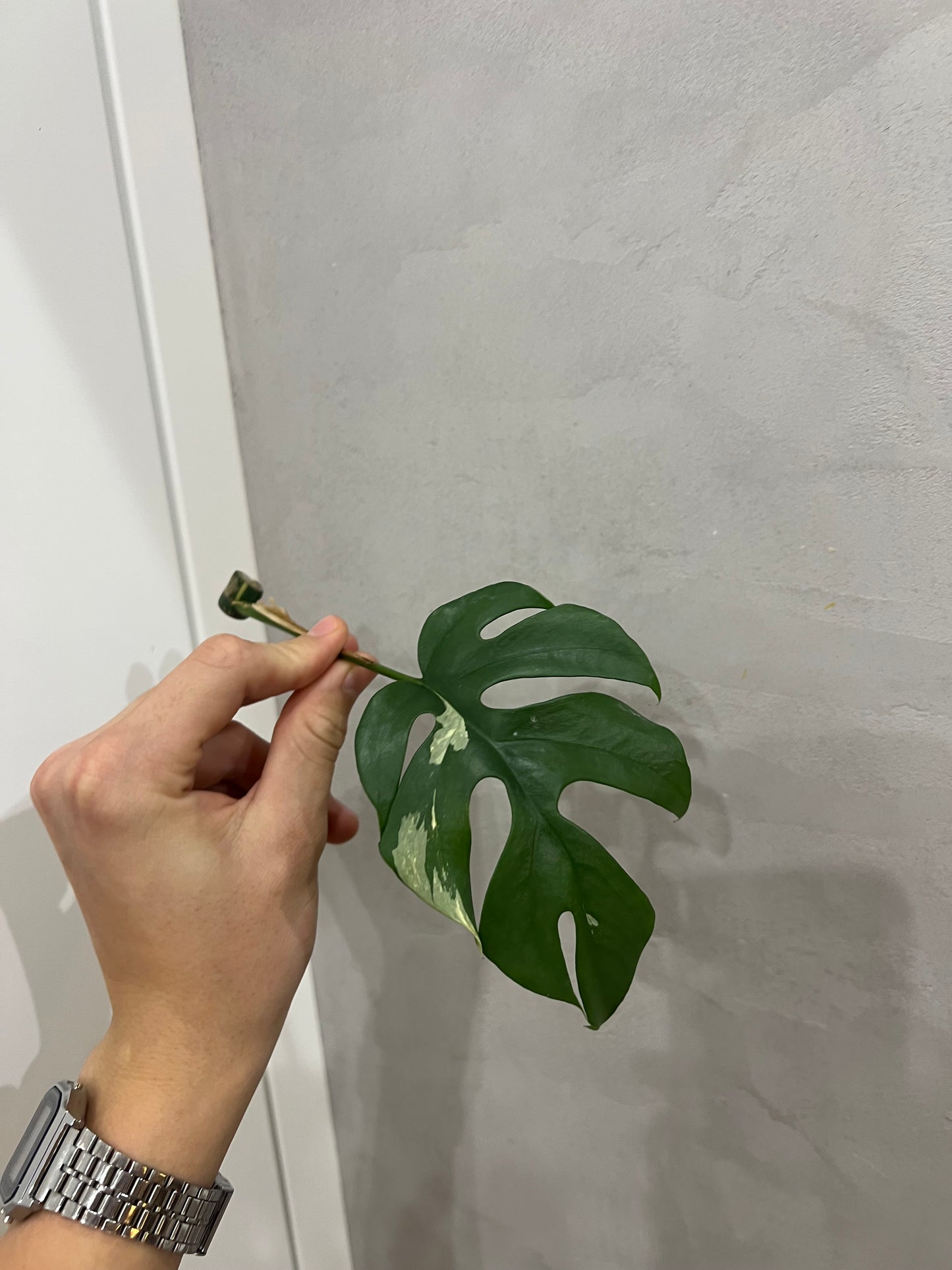 Rhaphidophora Tetrasperma variegated