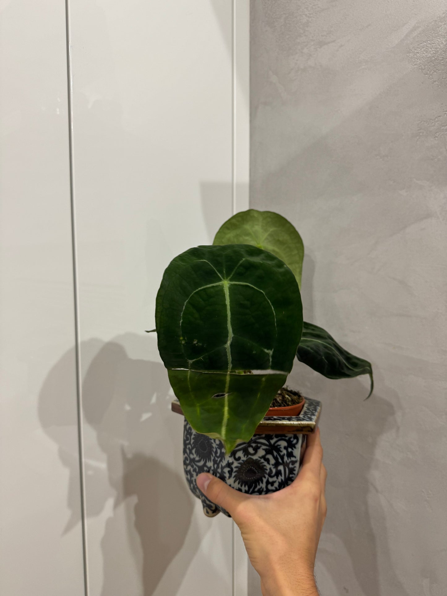 Anthurium forgetii