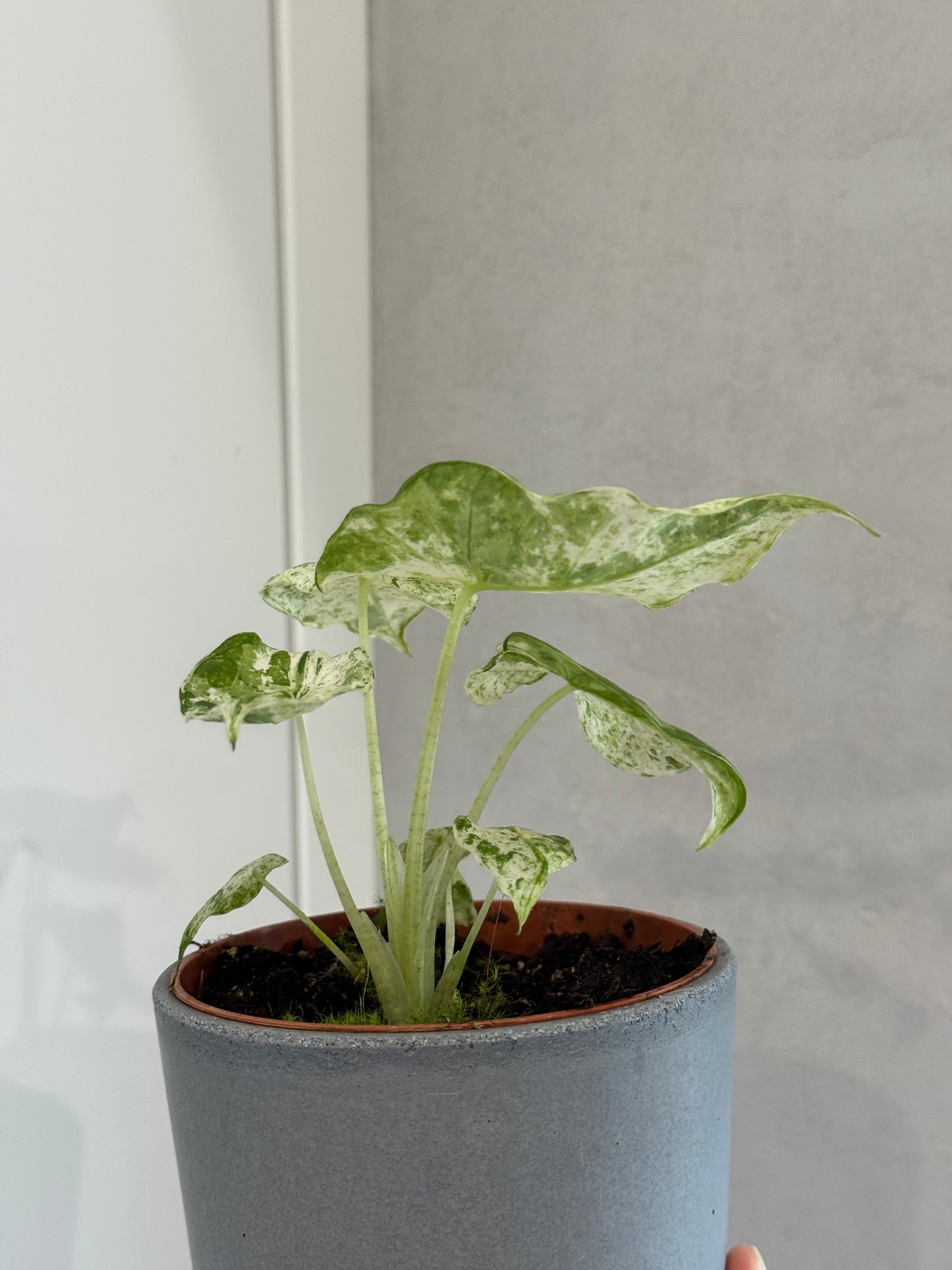 Alocasia macrorrhiza splash