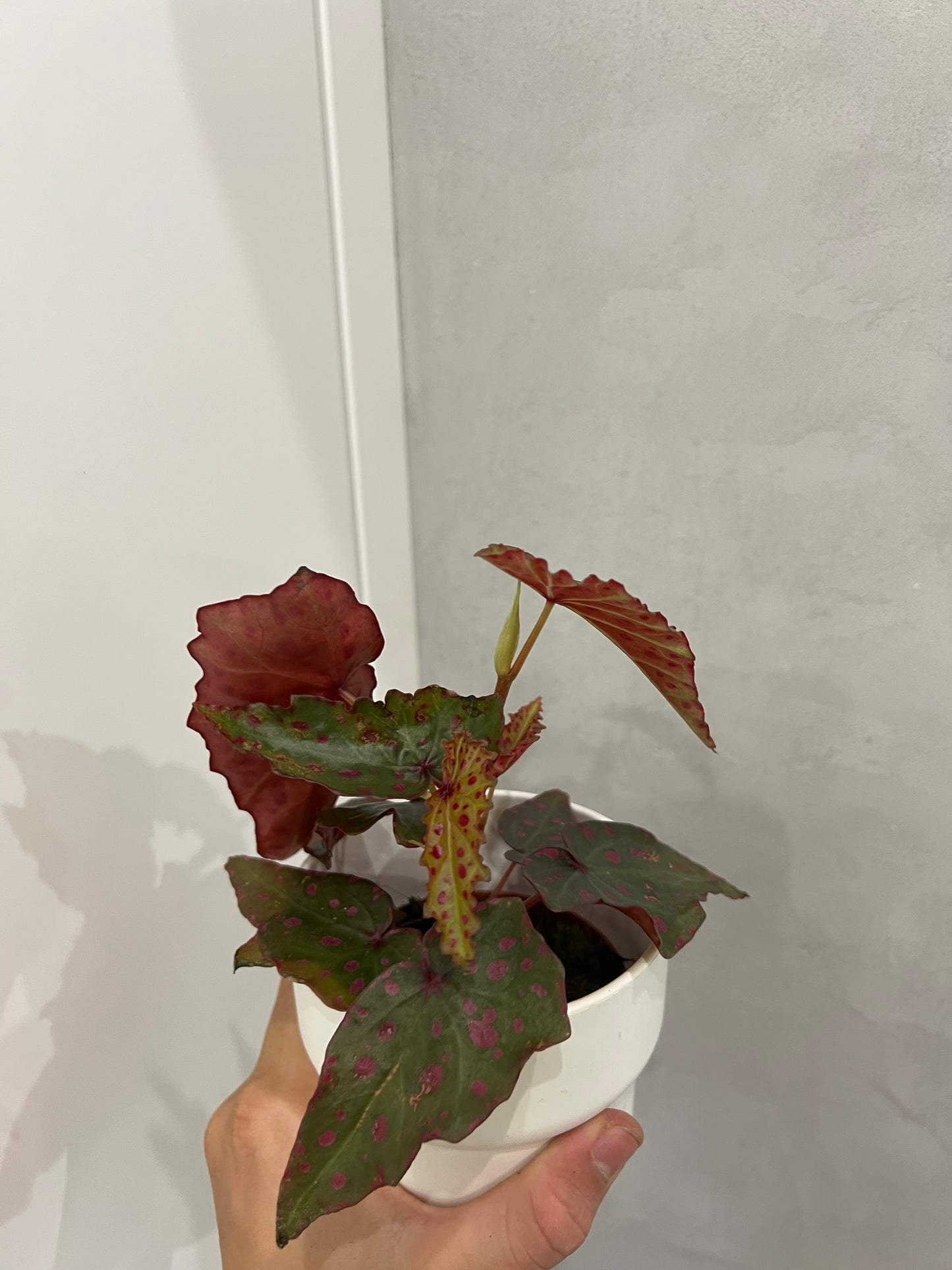 Begonia amphioxus x malachosticta