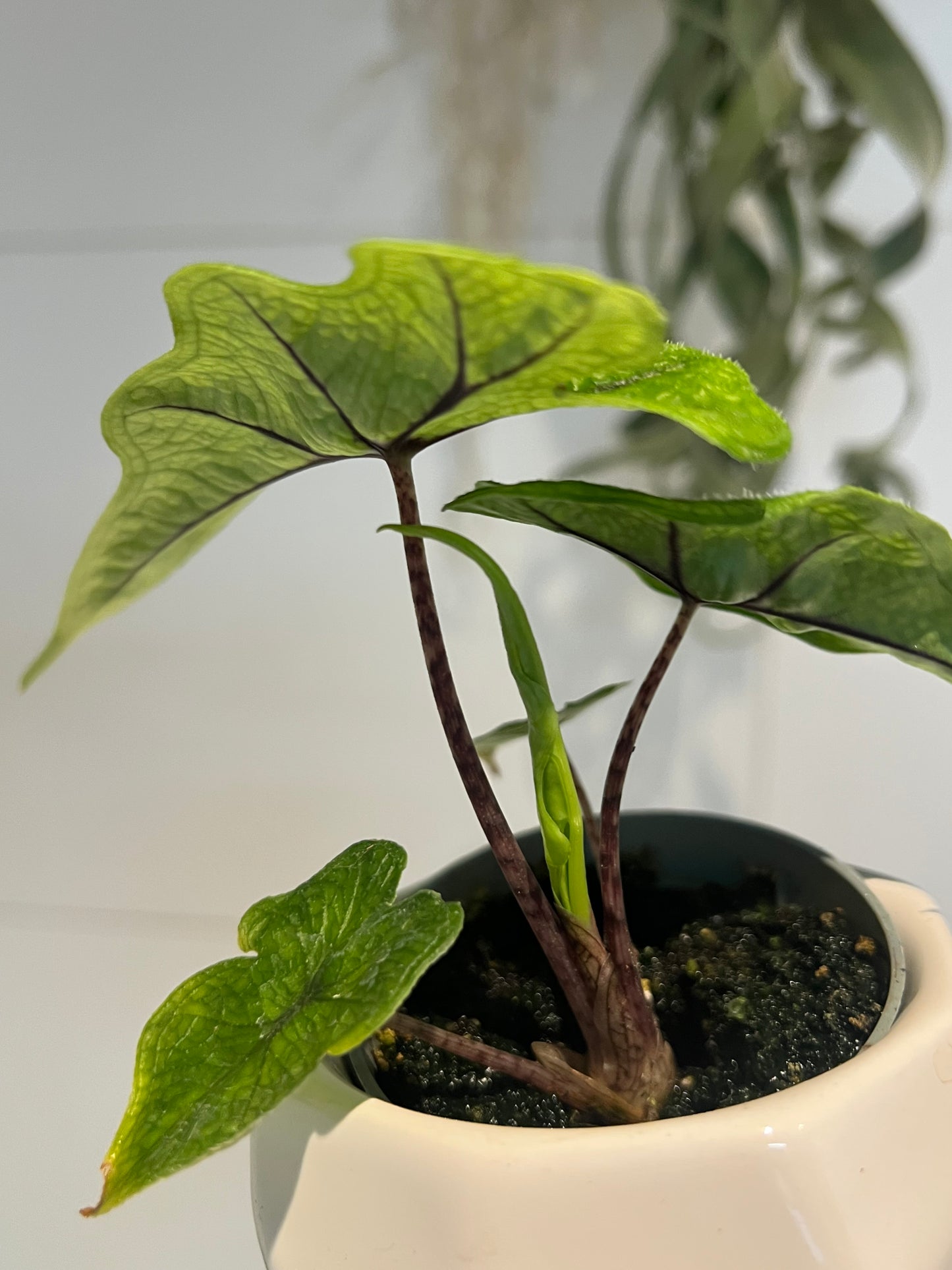 ALOCASIA JACKLYN