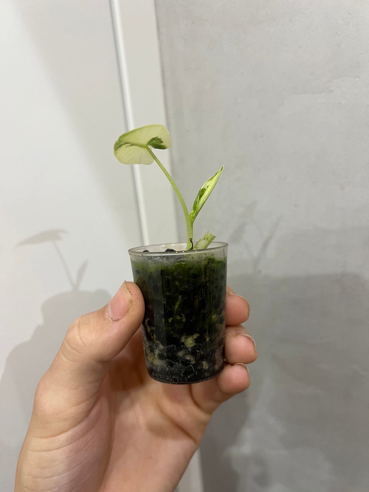 Alocasia frydek variegated