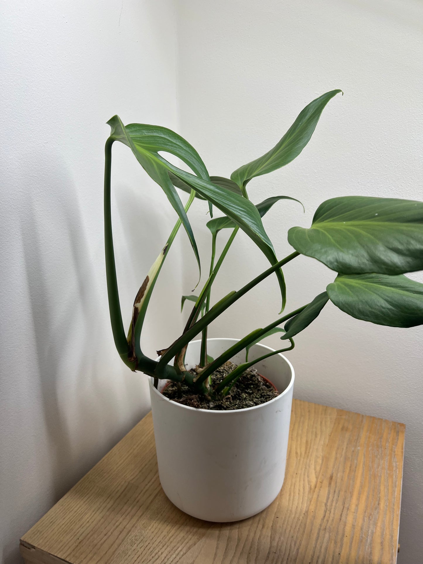 Monstera burle marx flame