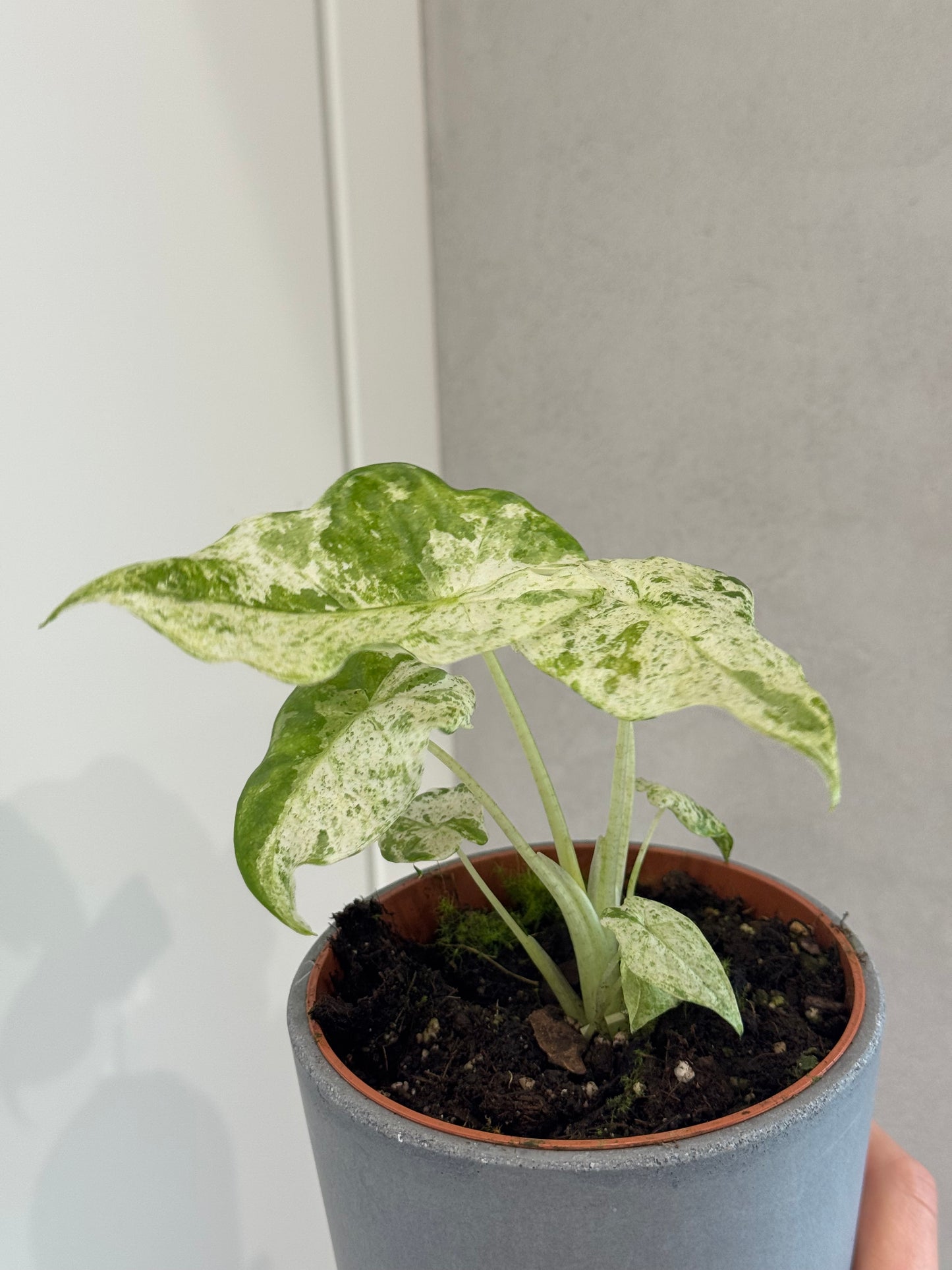 Alocasia macrorrhiza splash