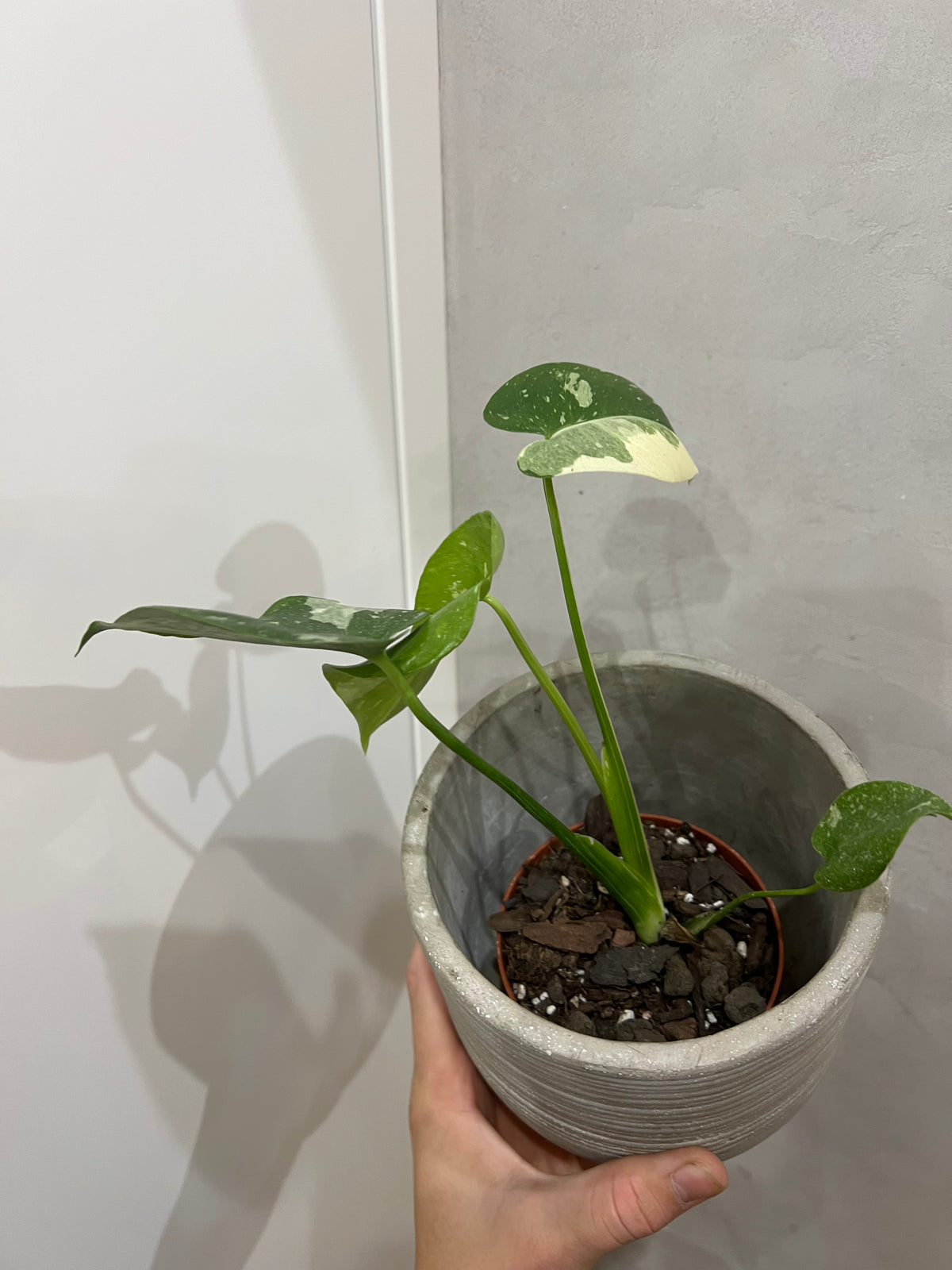 Monstera thai