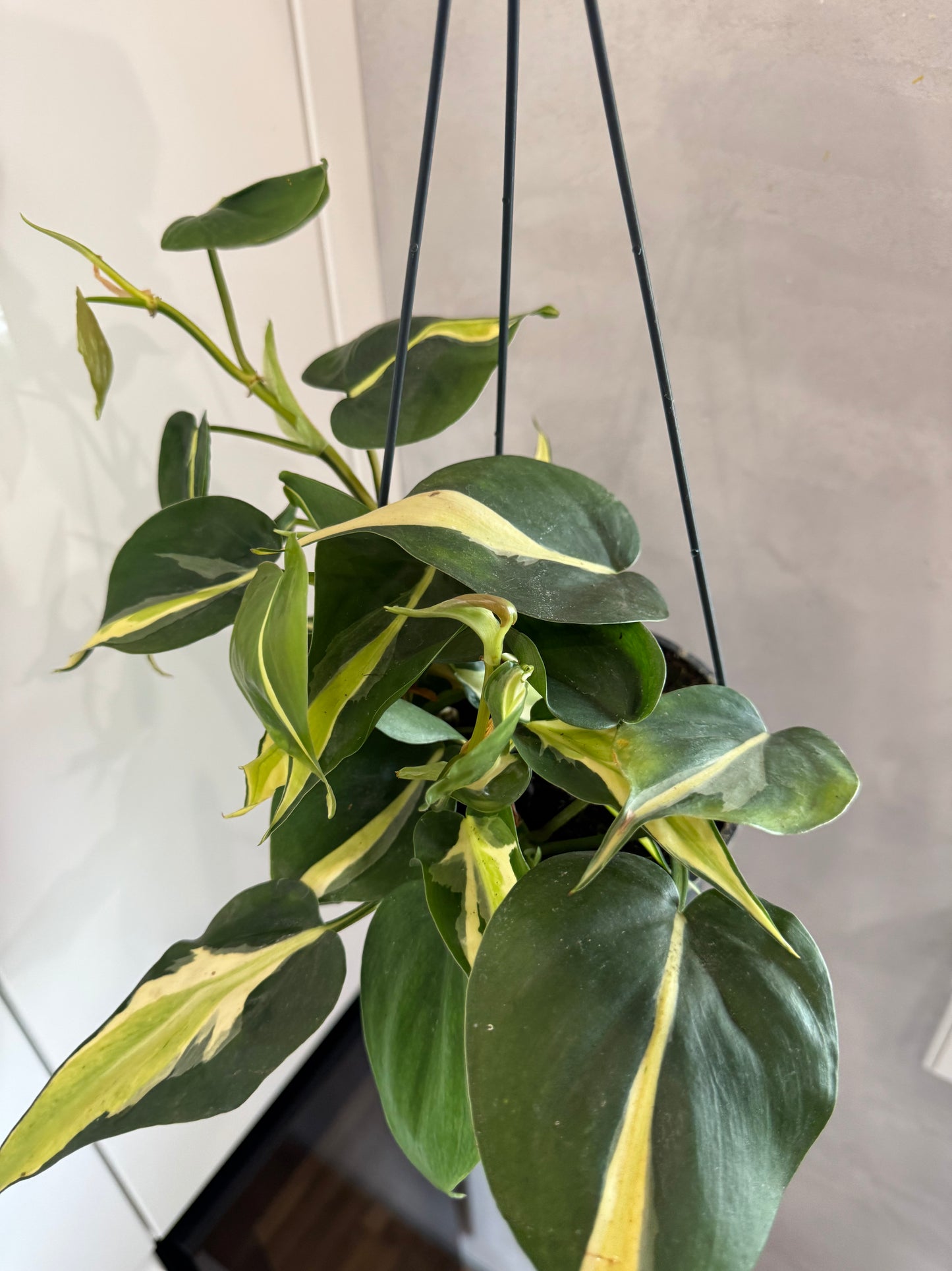 PHILODENDRON CREAM SPLASH