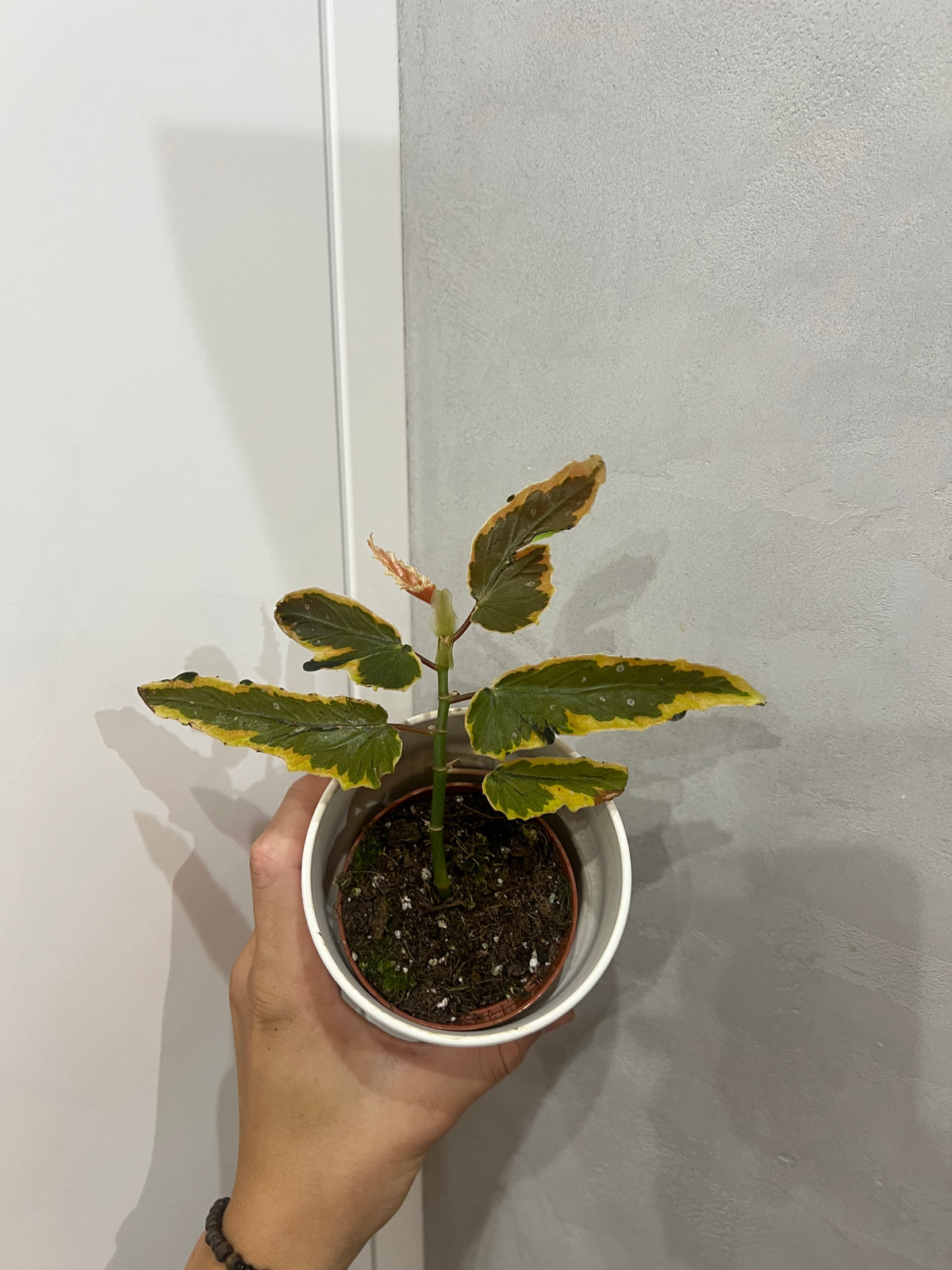 Begonia leaf Dainty Spray Sport variegated