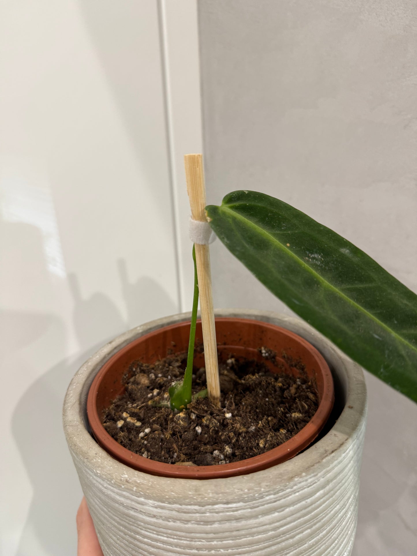 Anthurium warroqueanum