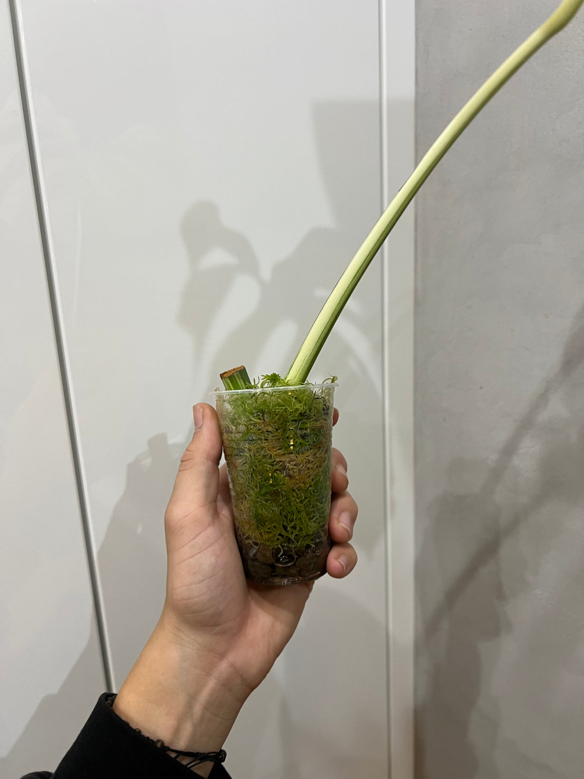 Monstera albo