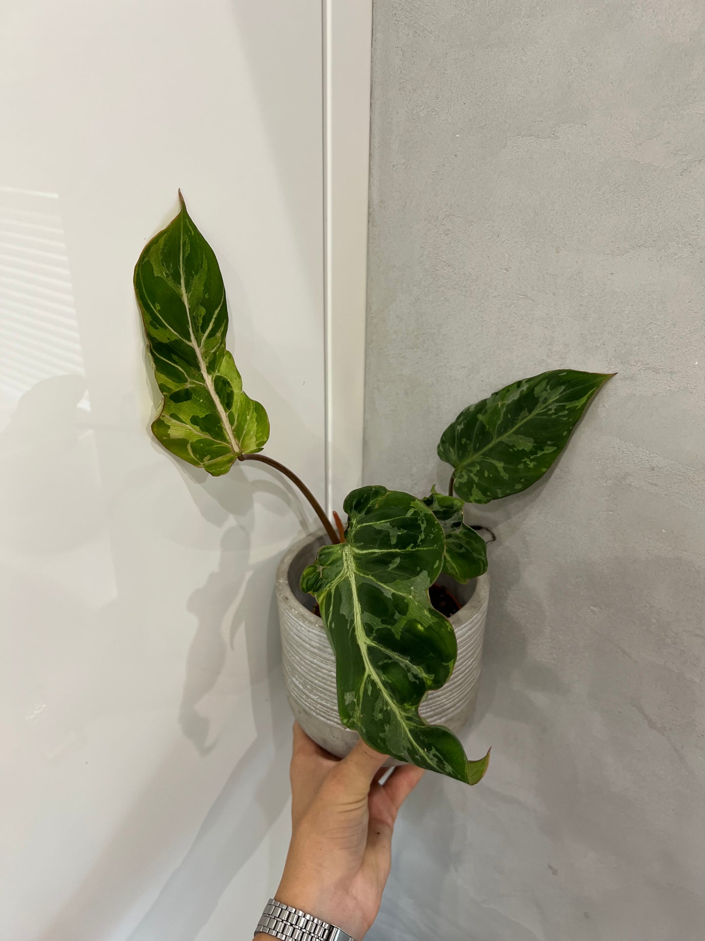 Philodendron gloriosum snow leopard variegated