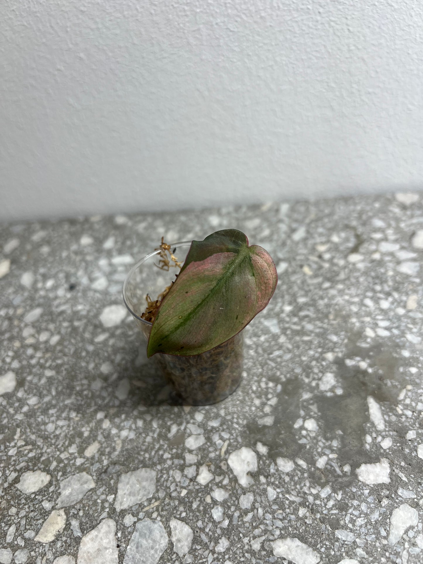 Philodendron micans mint variegated