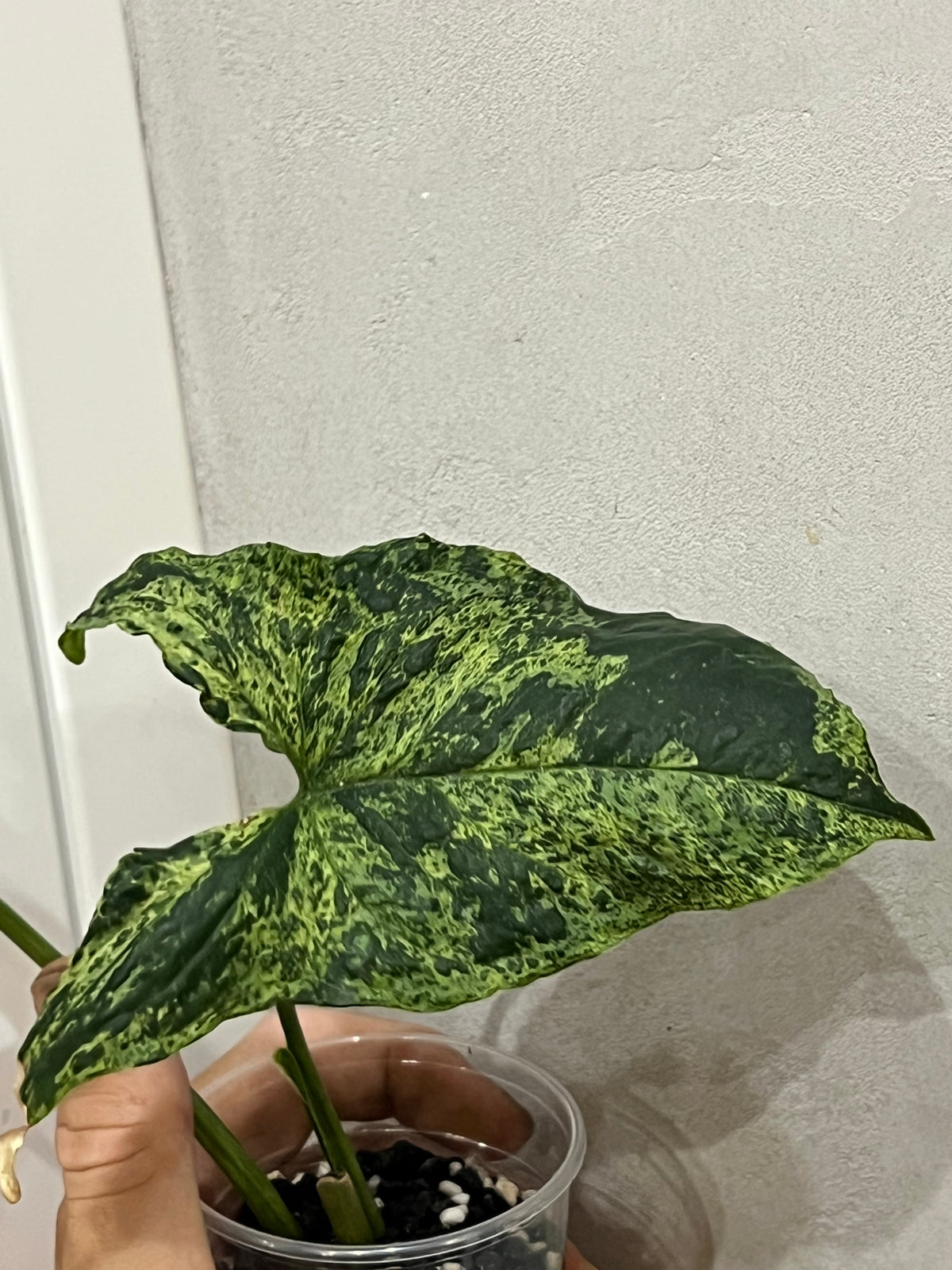 Syngonium mojito