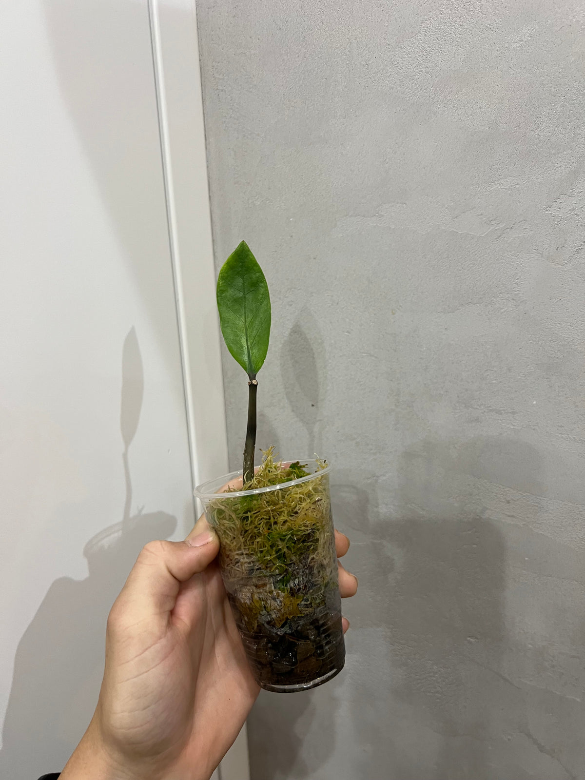 Zamioculcas chameleon