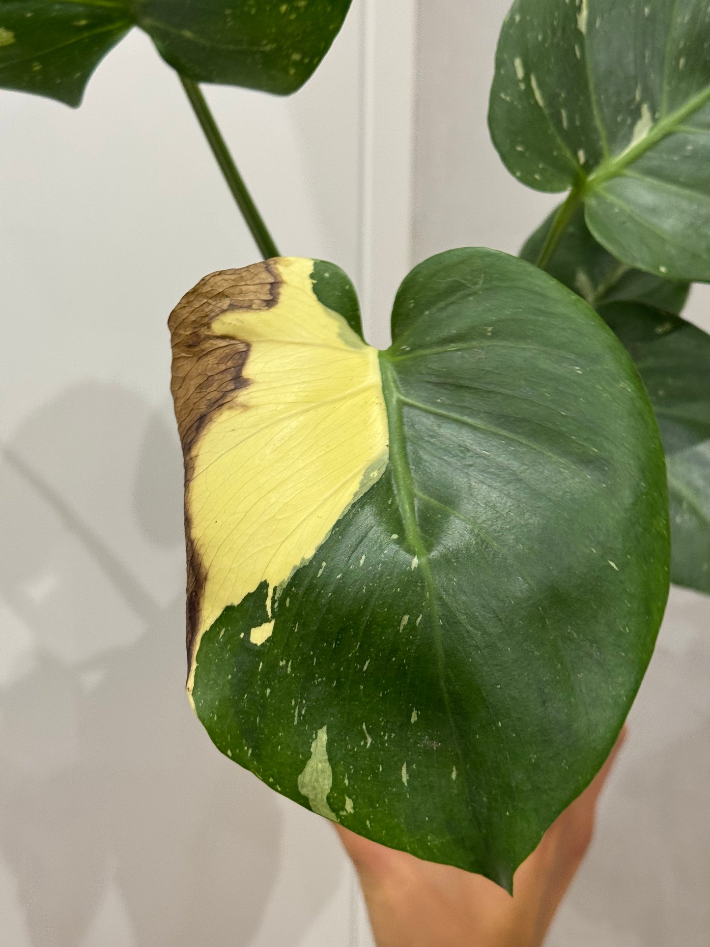 Monstera thai constellation 1