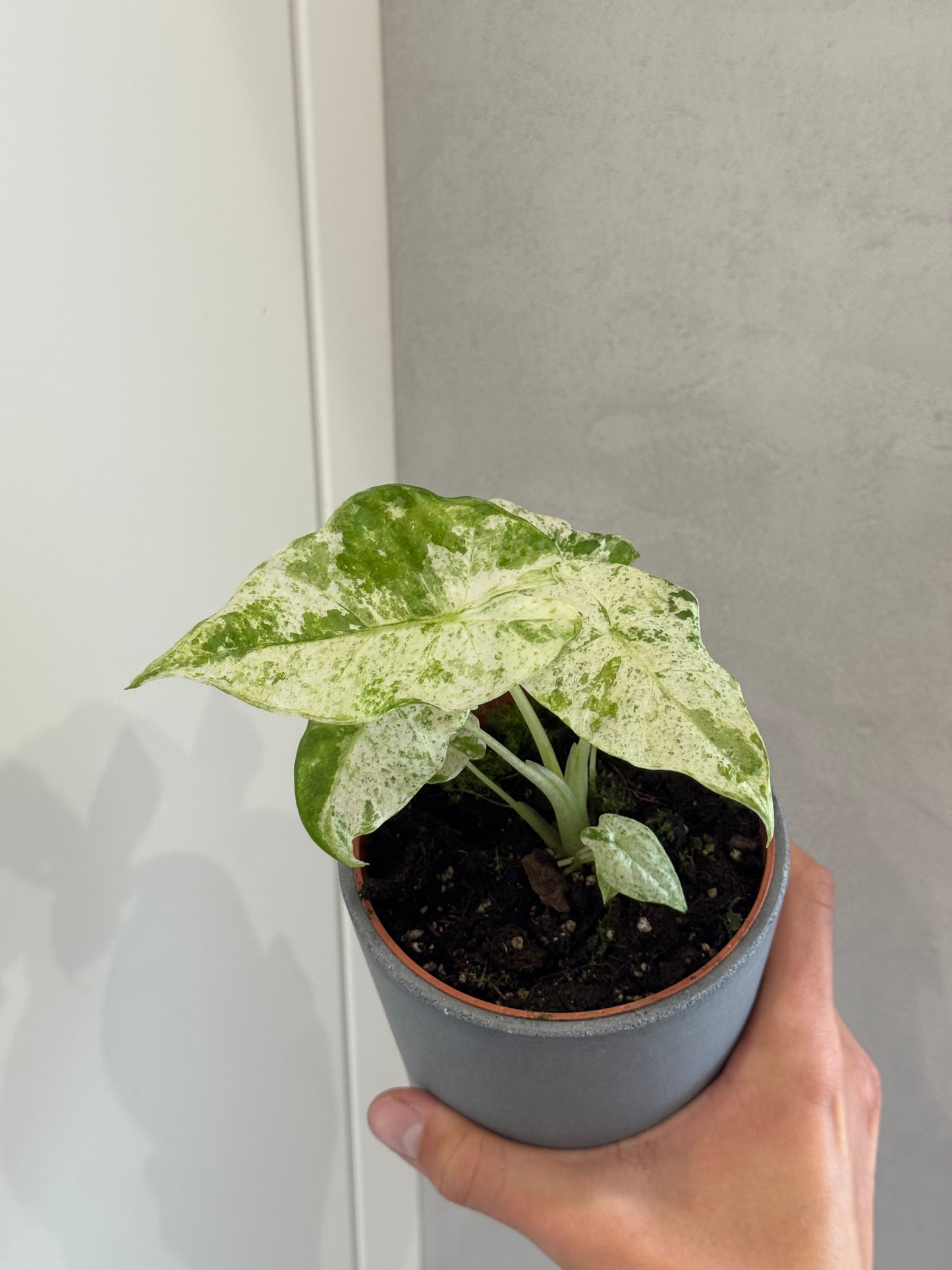 Alocasia macrorrhiza splash