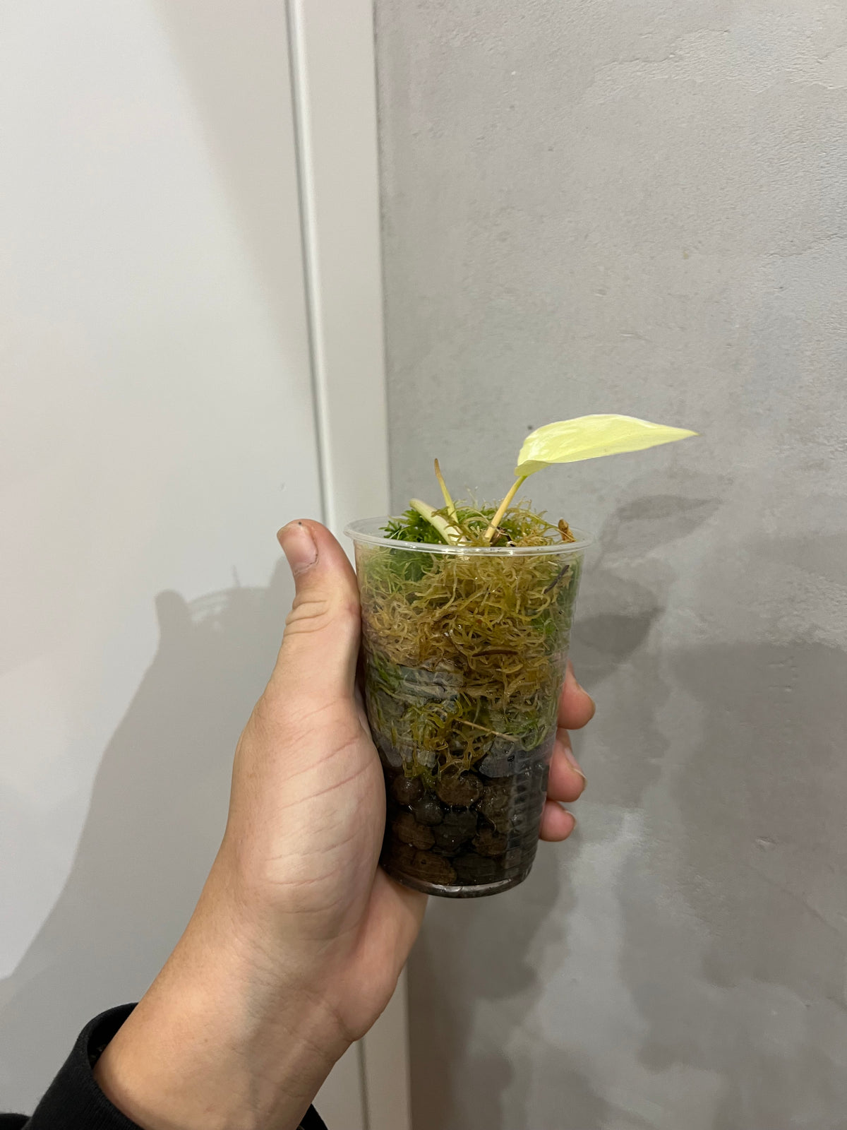 Philodendron florida ghost