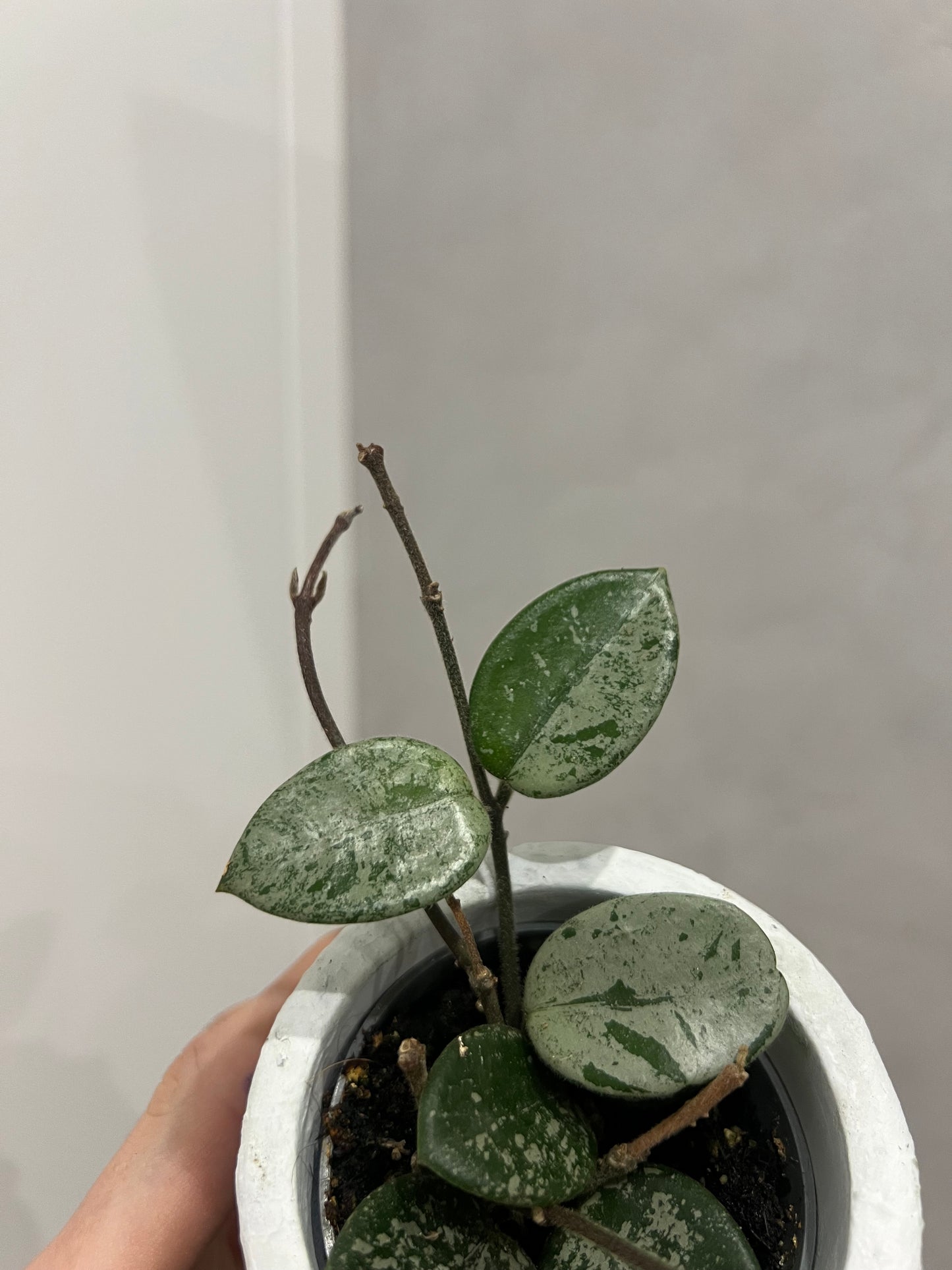 MINI Hoya mathilde splash